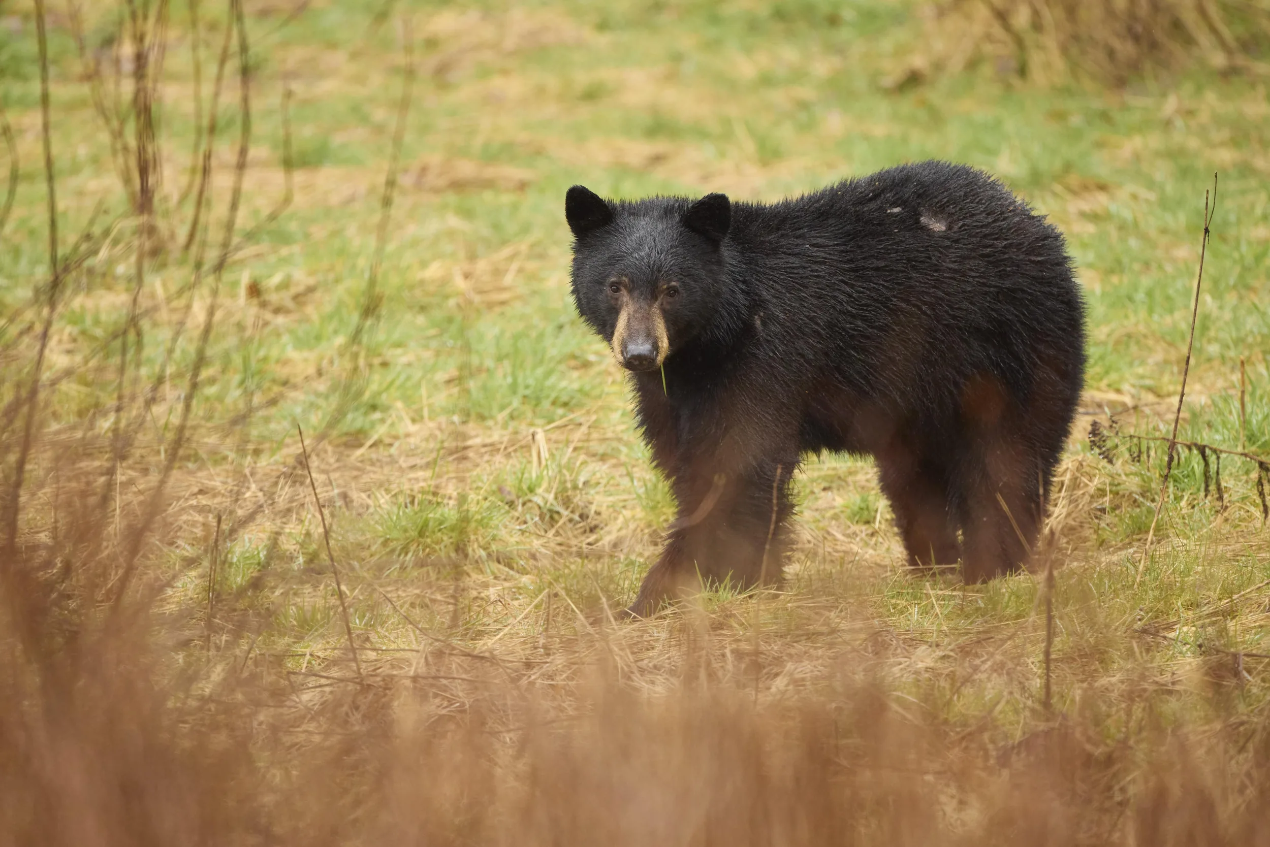 Early Waking Black Bear