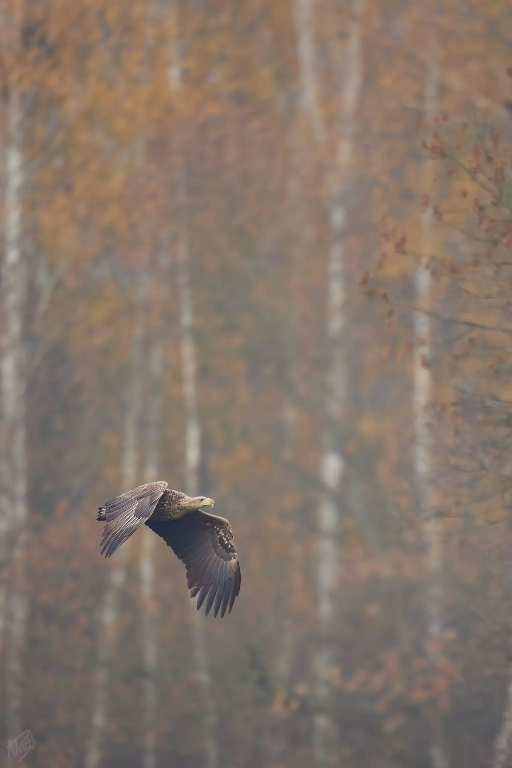 Eagle Over Autumn Forest