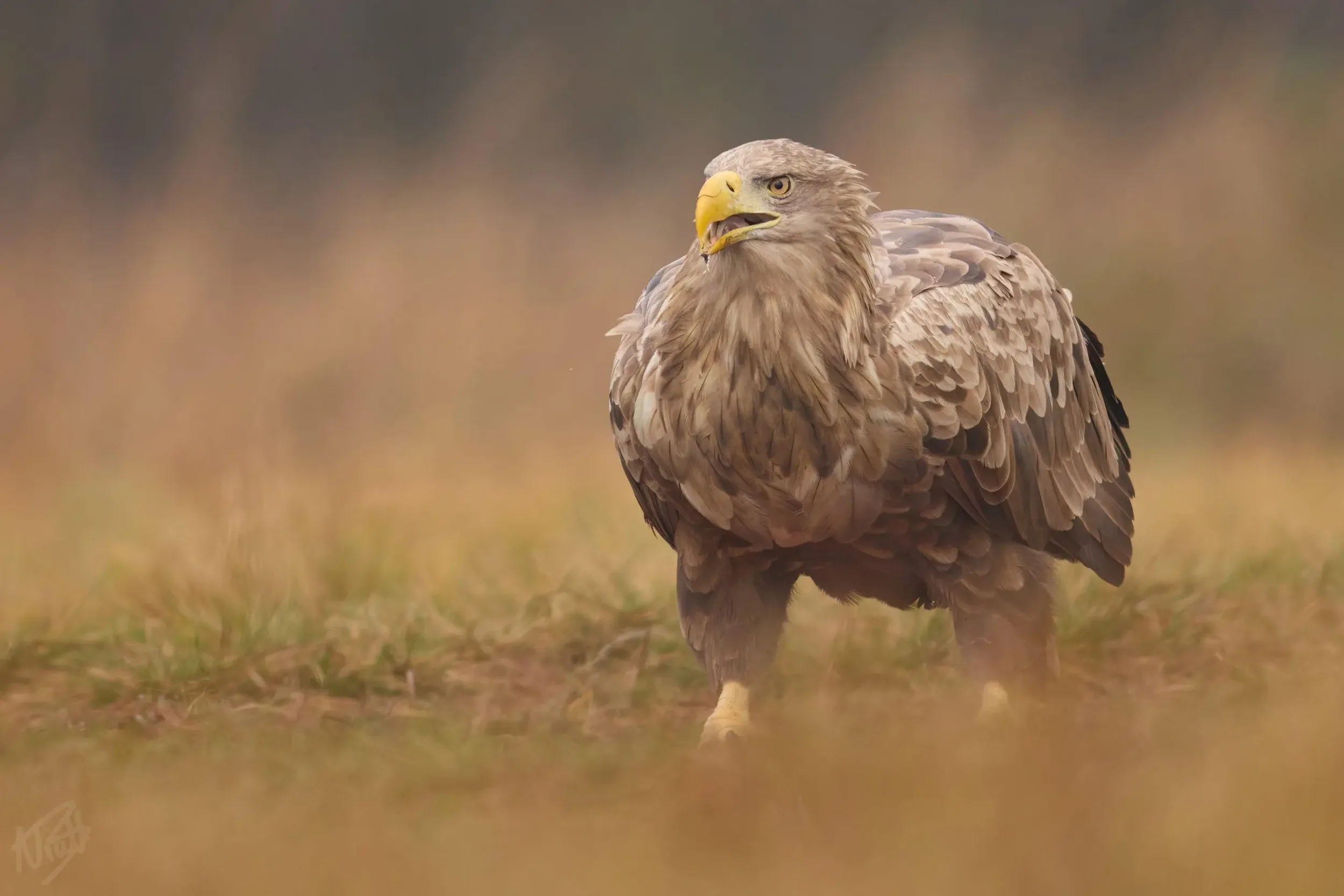 White Tailed Eagle