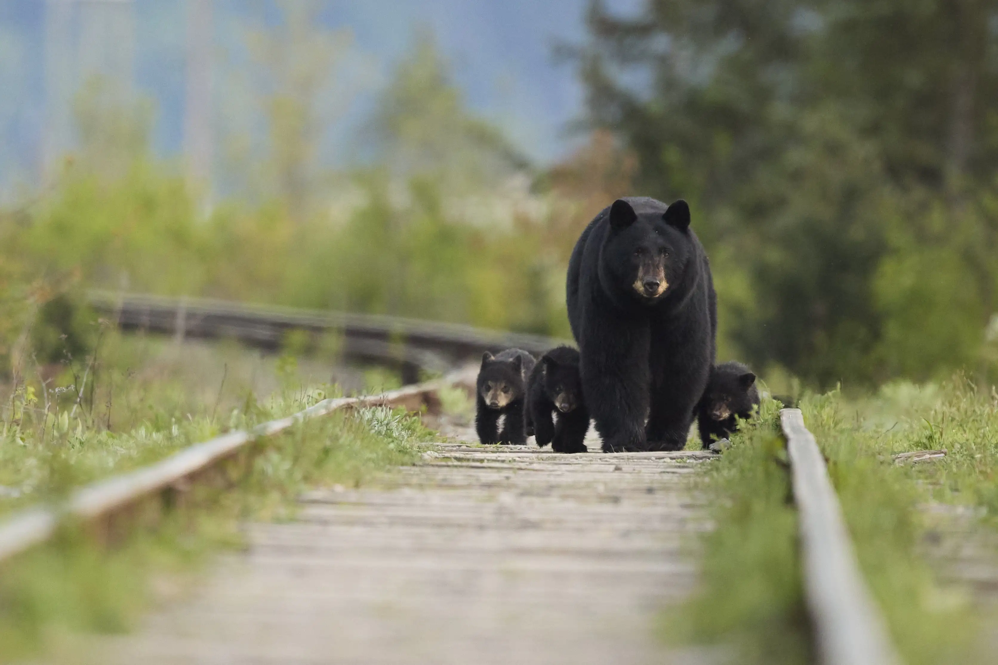 Sow & Three Cubs