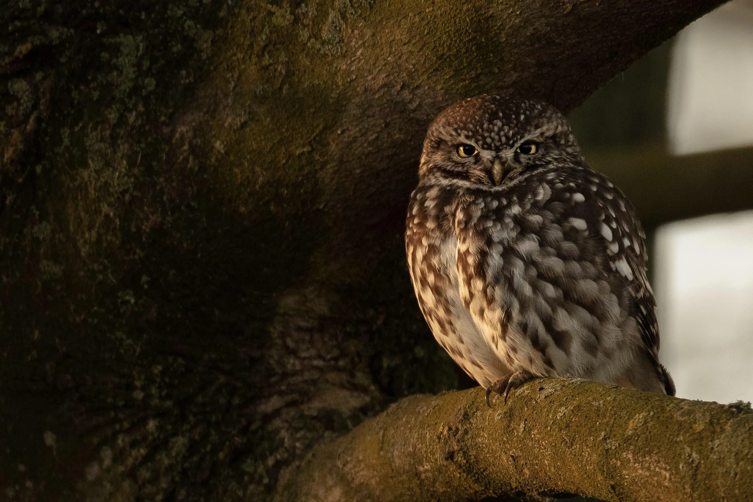Etymology: The Little Owl