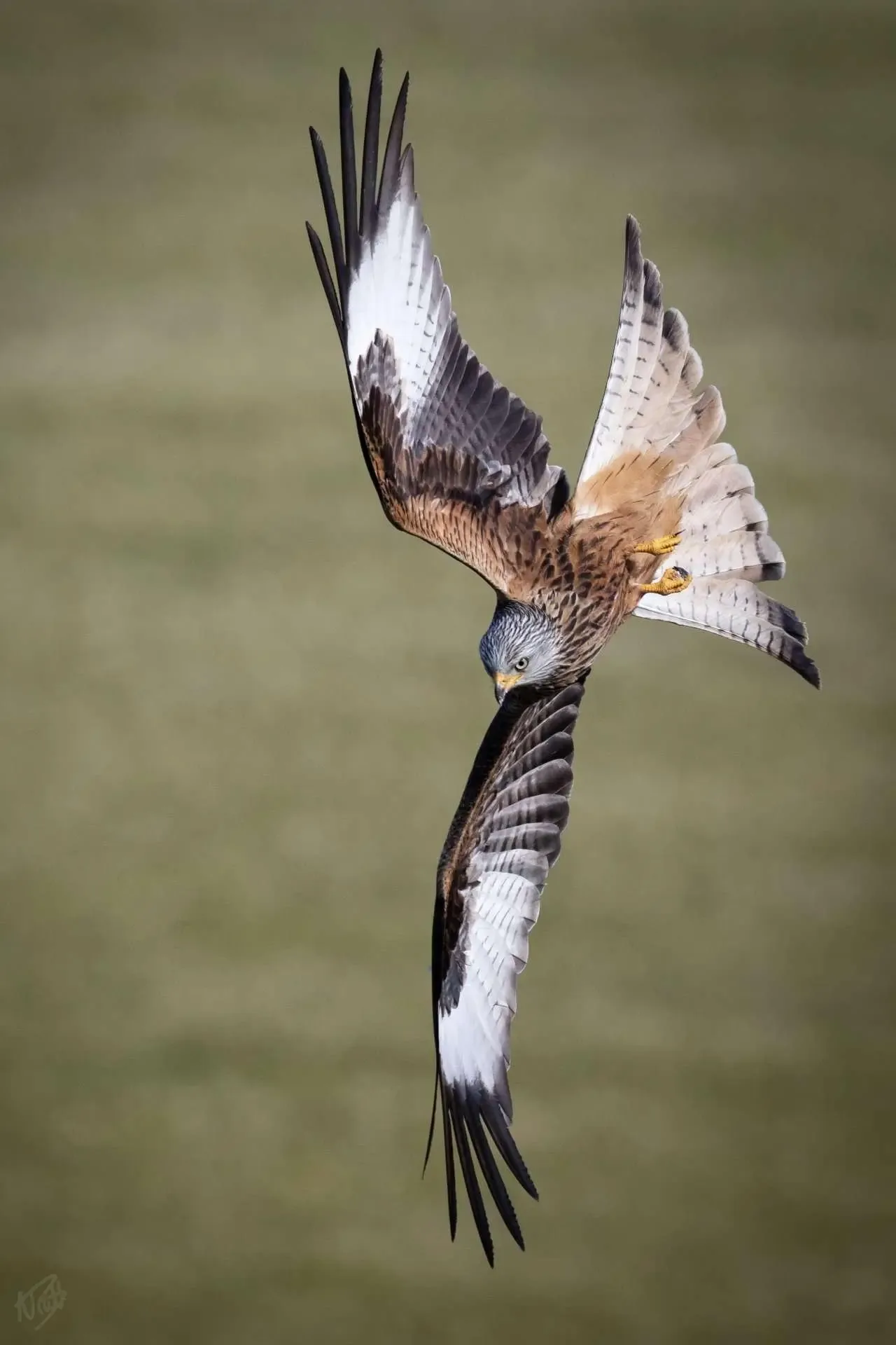 Red Kite Diving