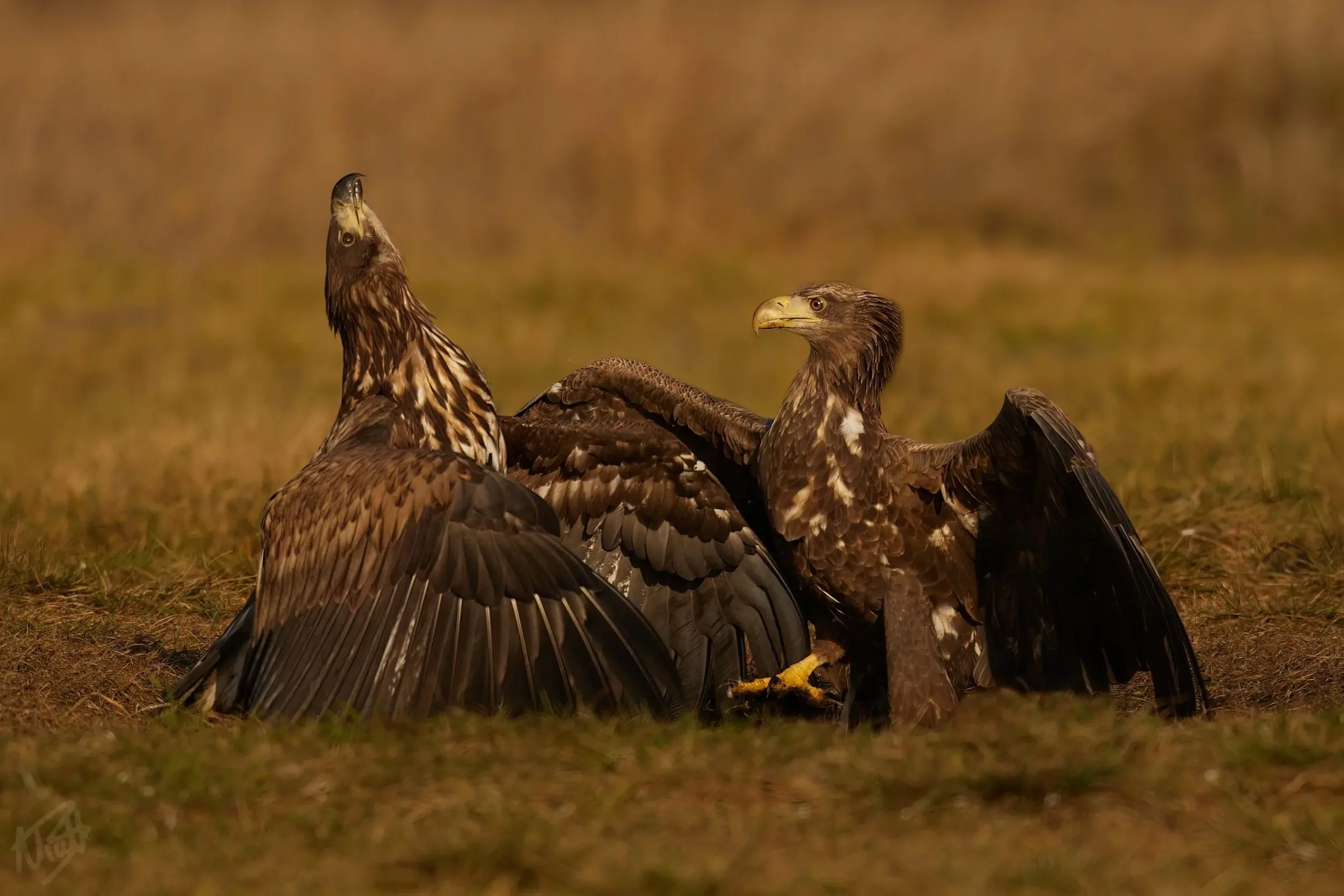 Two Young Eagles