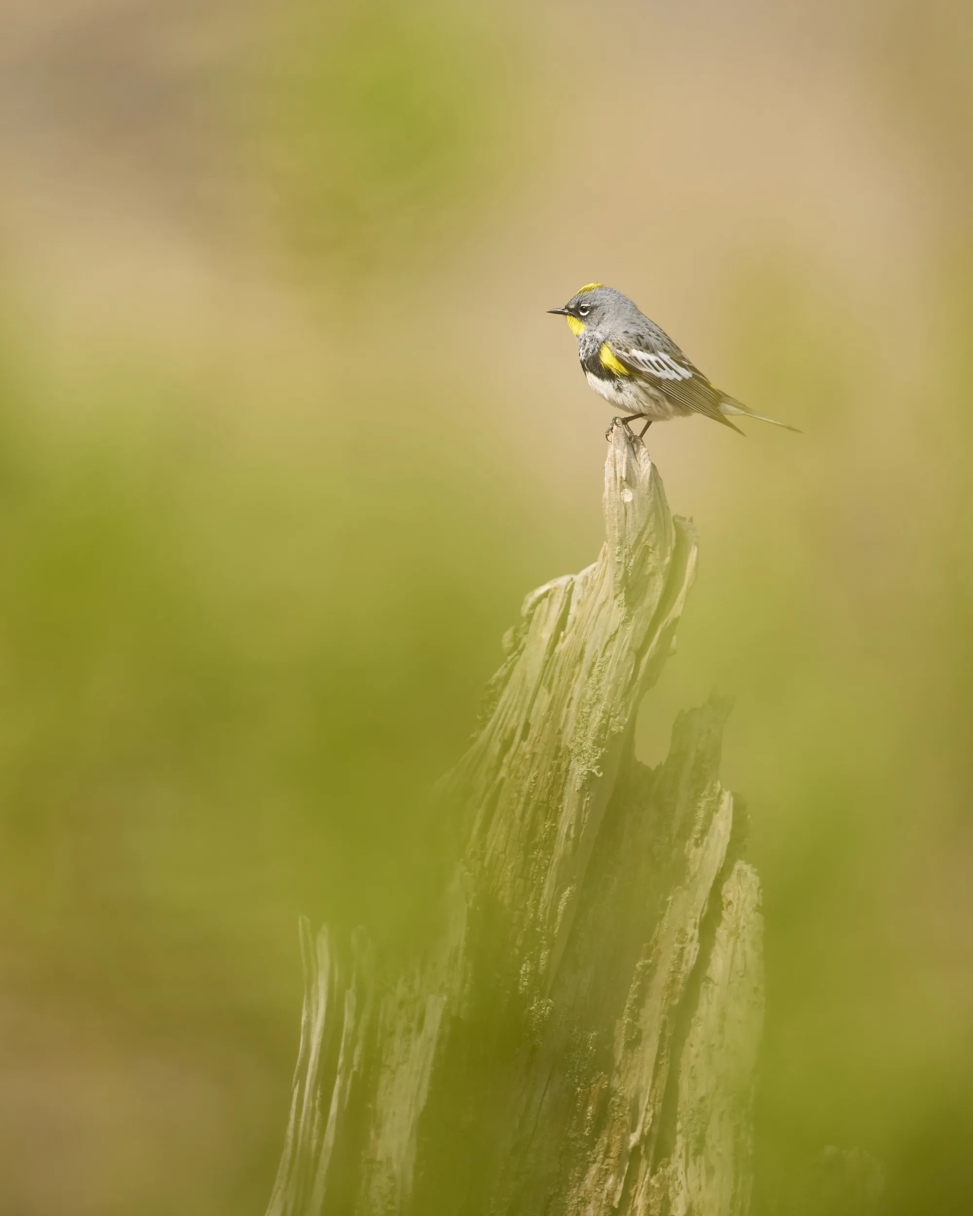 Yellow-rumped Warbler