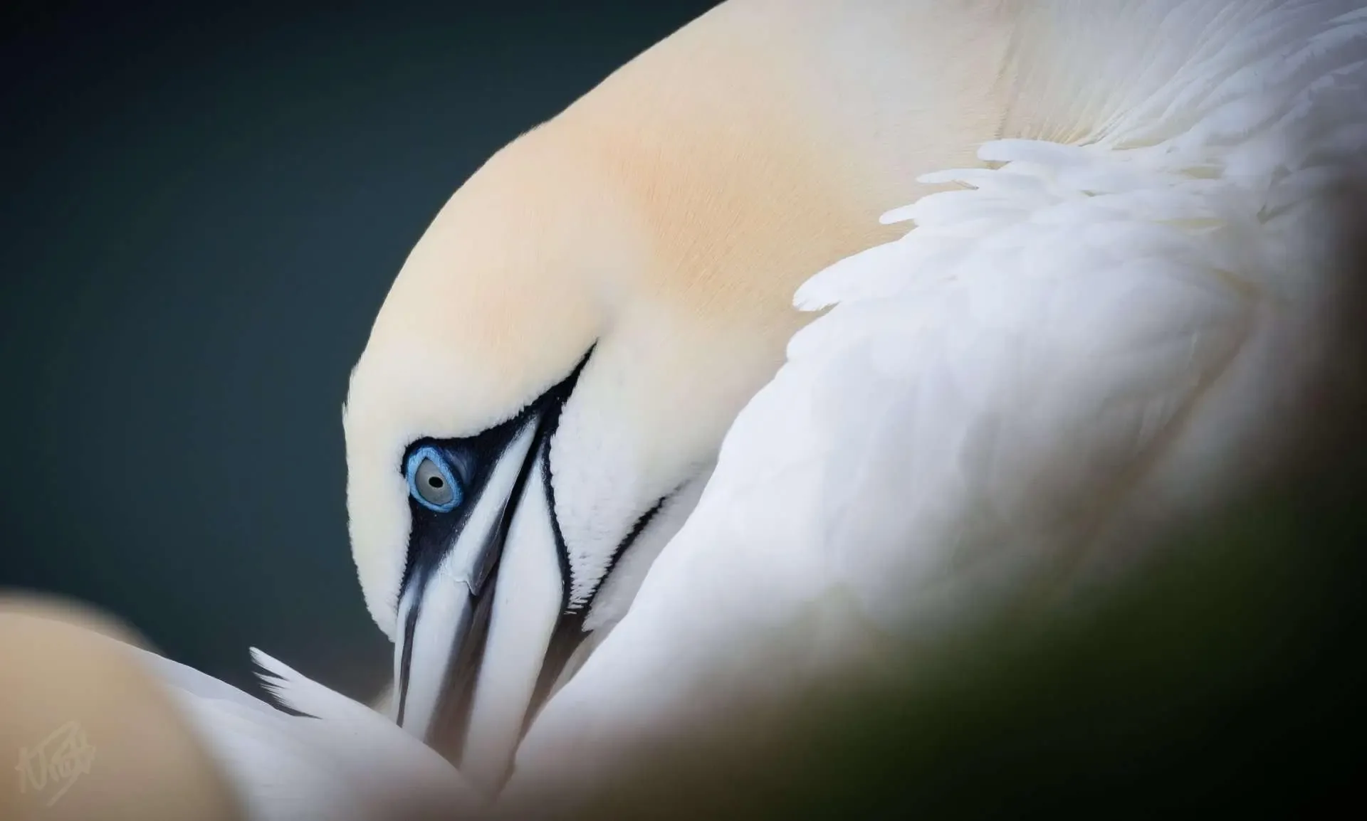 Gannet Close-Up