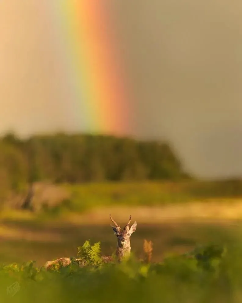 Roe Buck Under the Rainbow