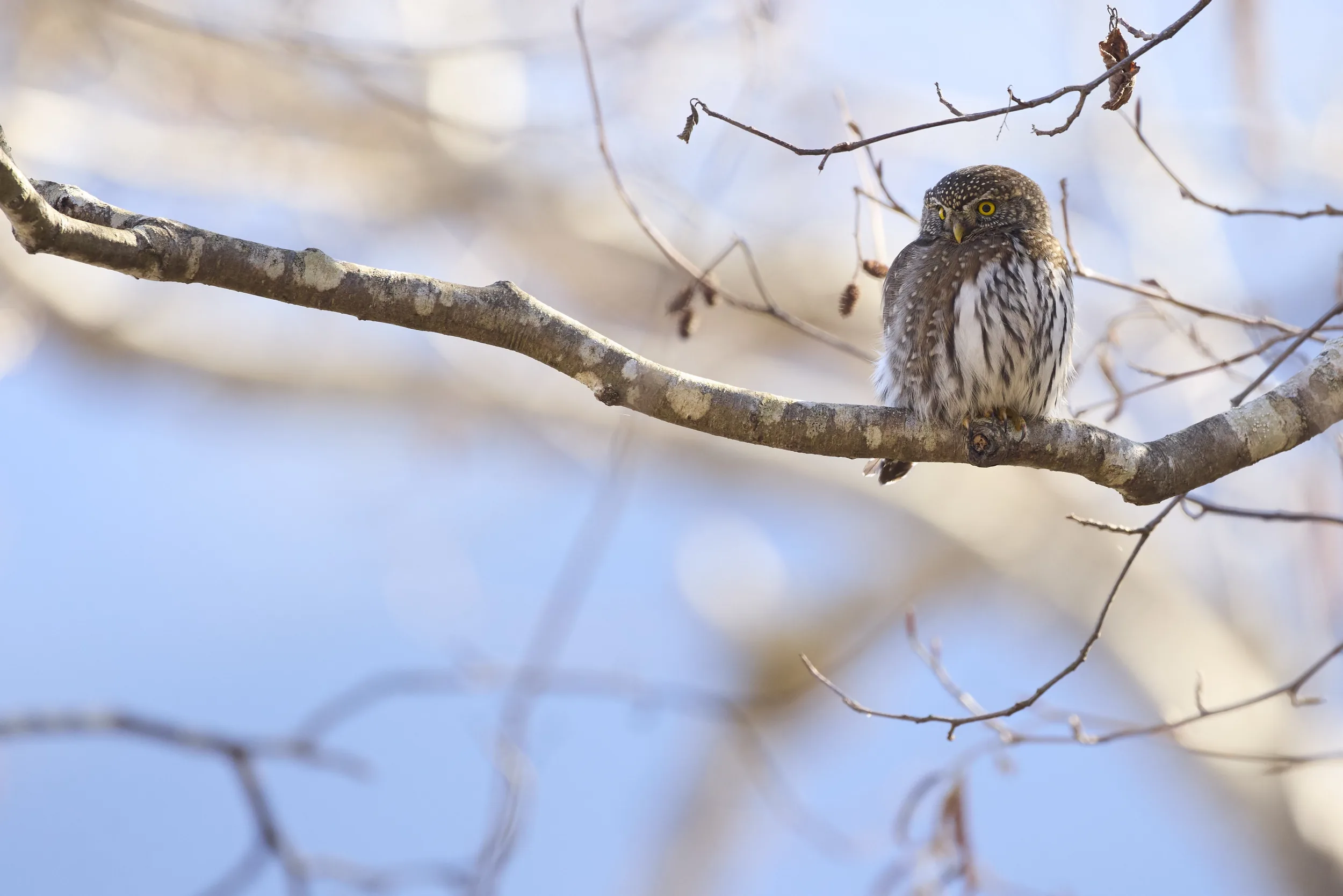 Ethical Wildlife Photography: Where I Stand