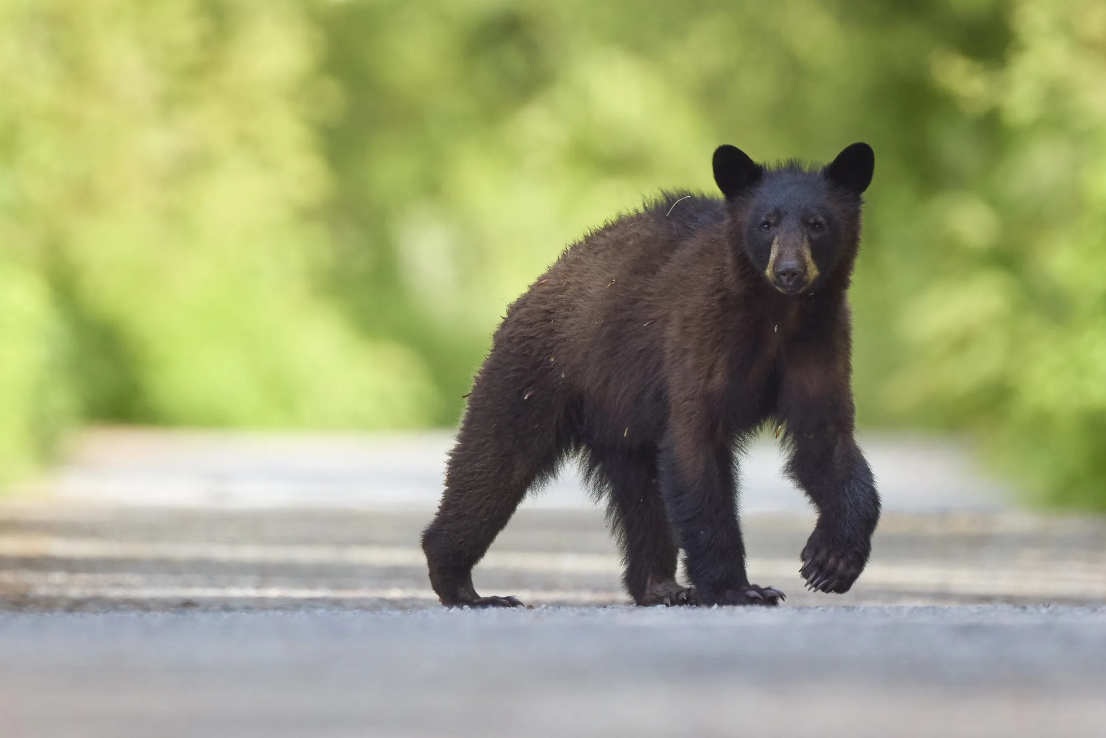 Black Bear
