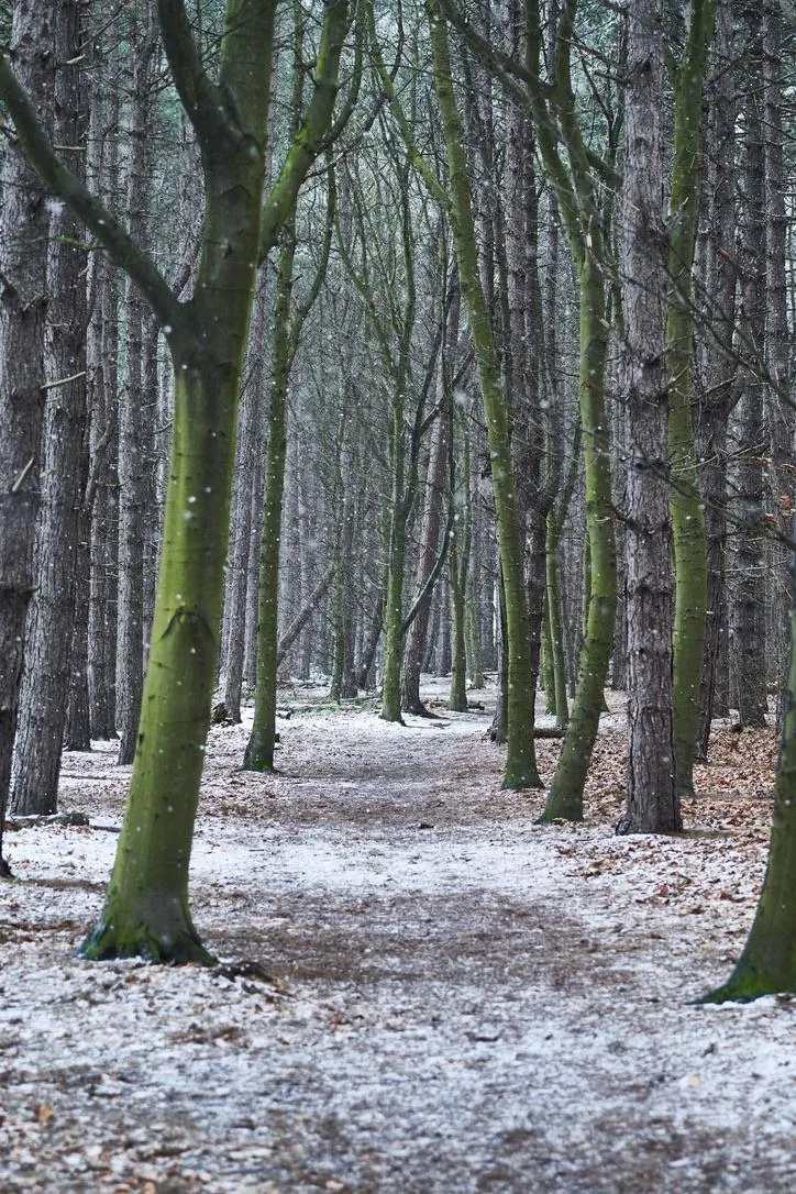 Winter Woodland