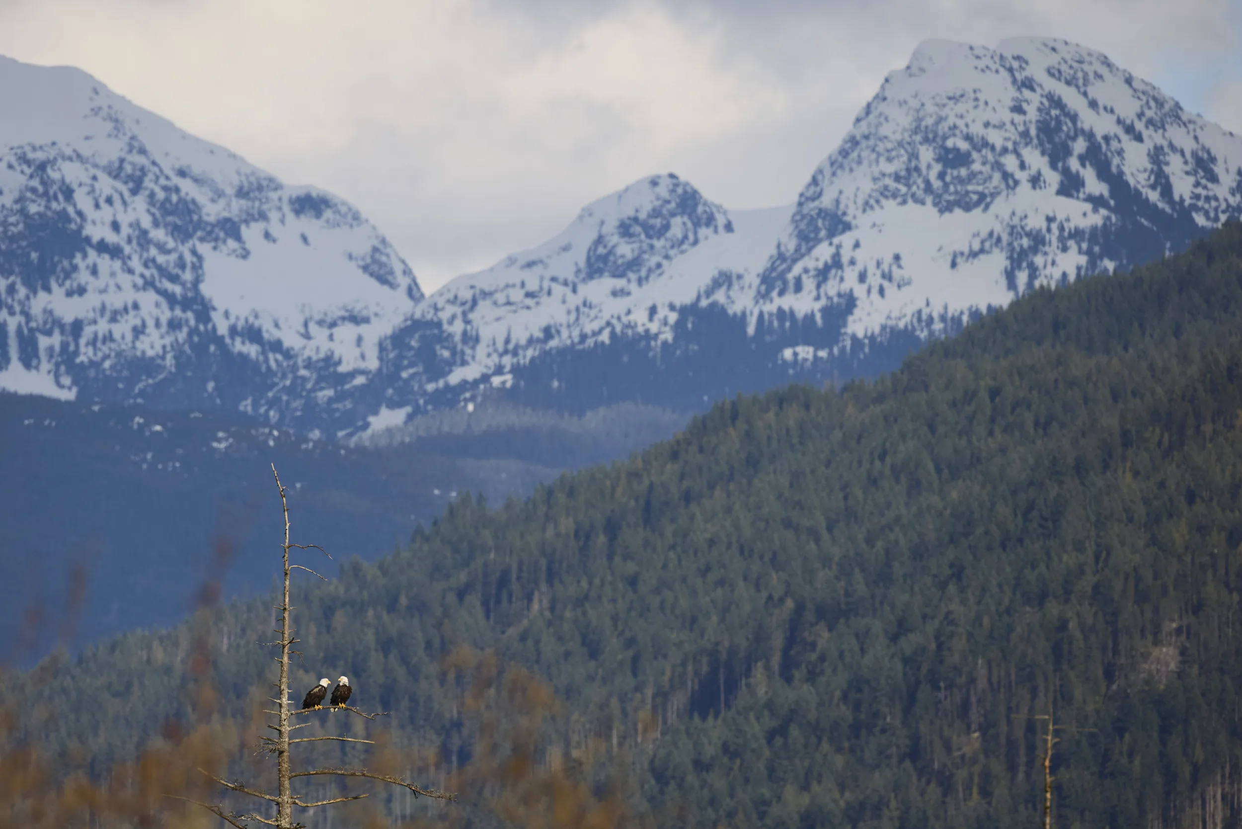 Bald Eagles with Mountains