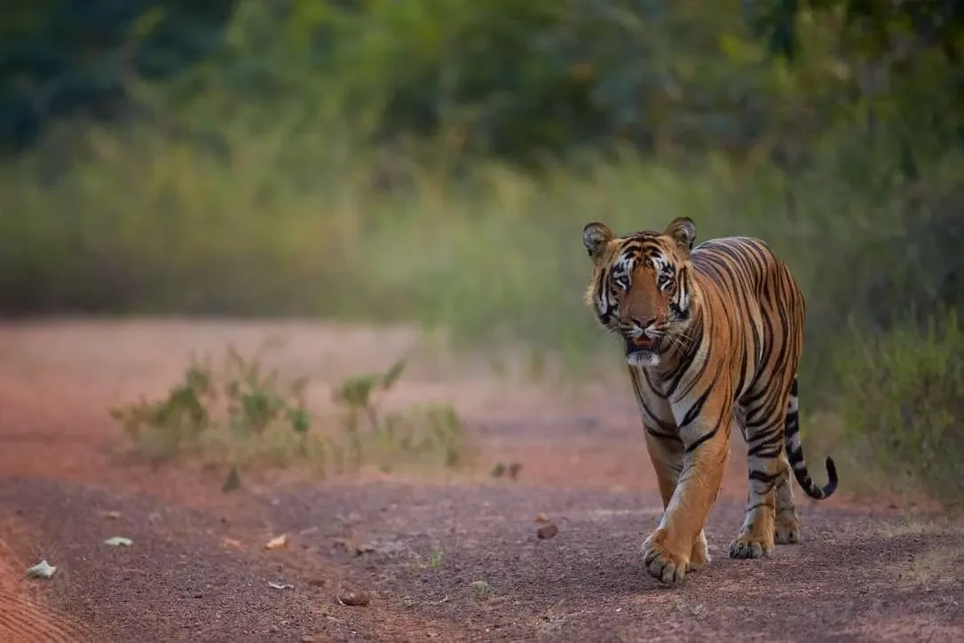 International Tiger Day 2024
