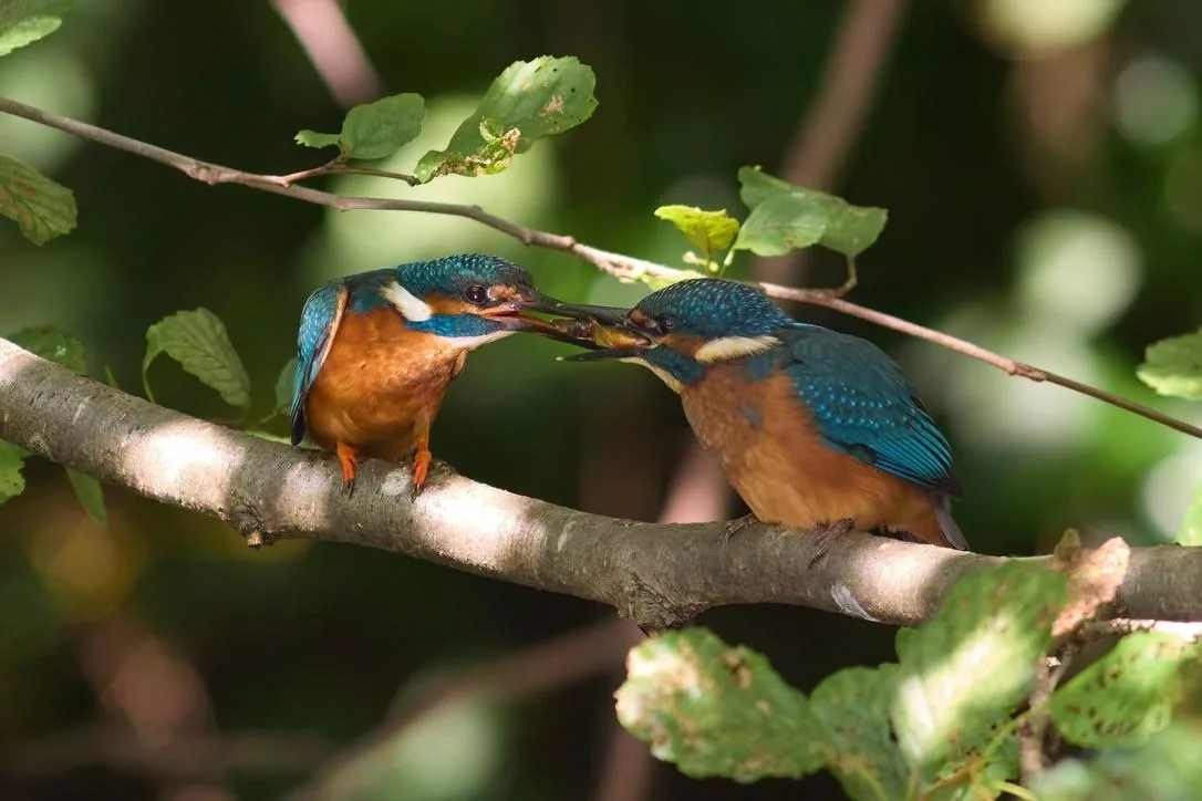 Courtship Feeding