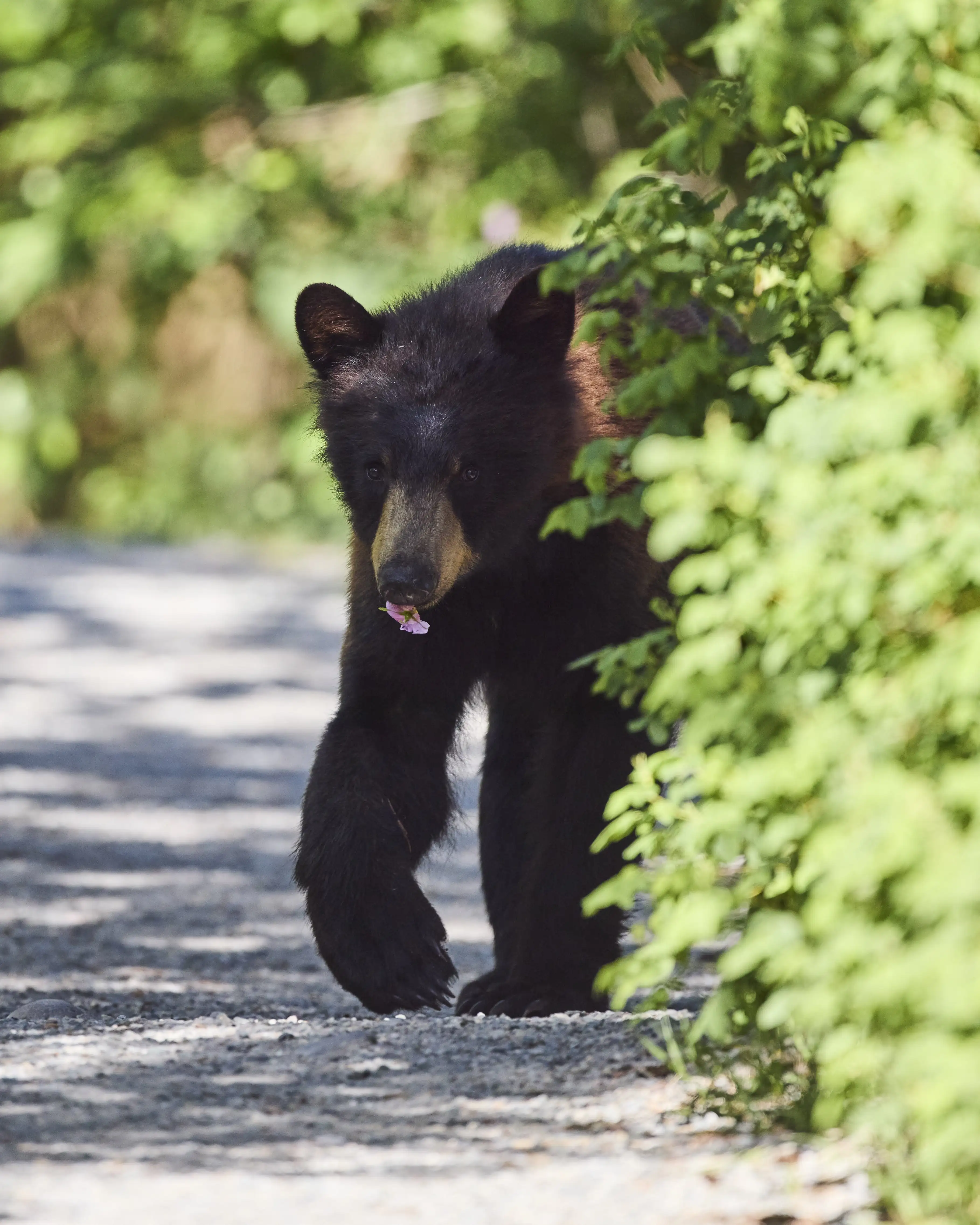 Bear & Flower