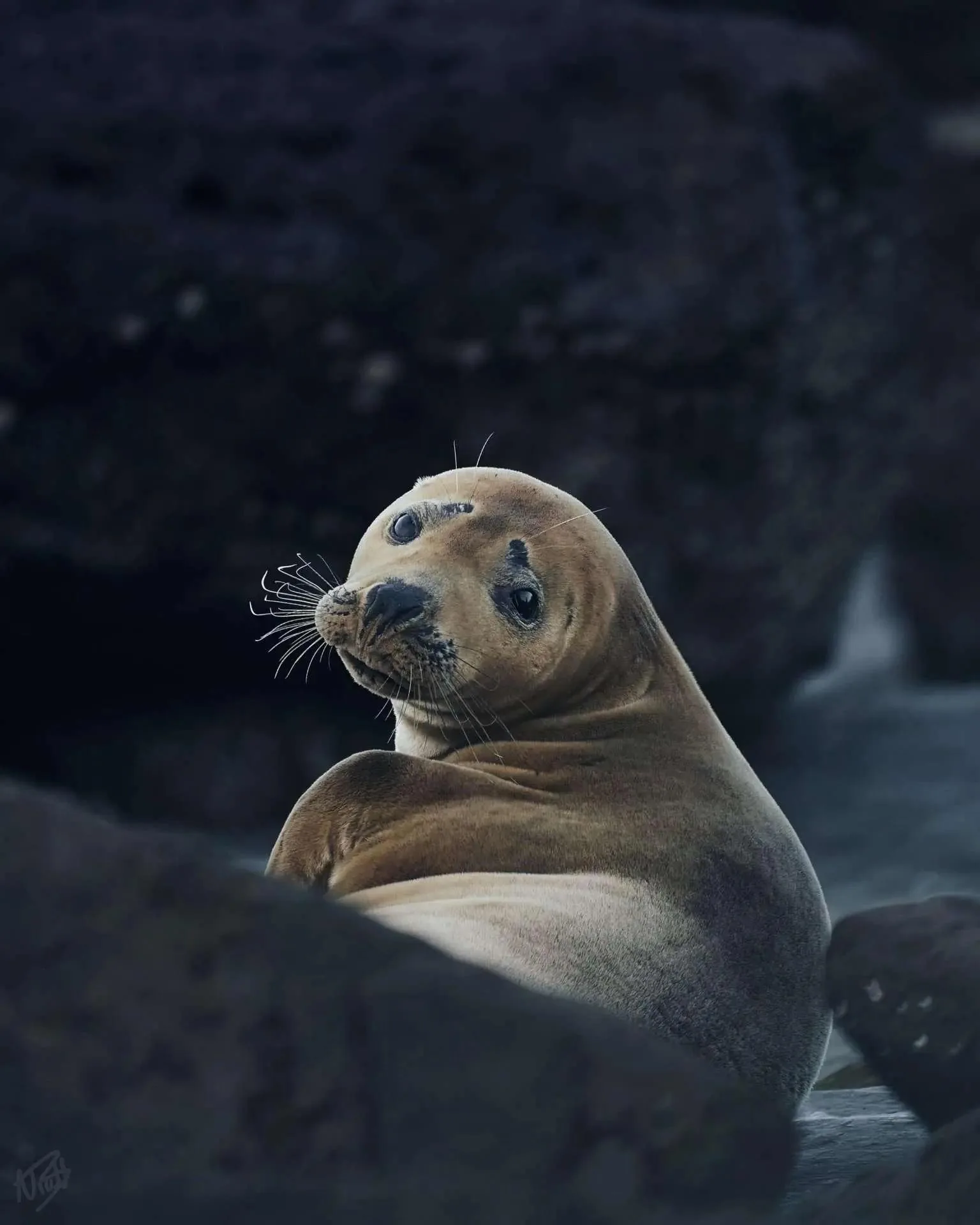 Alert on the Shore