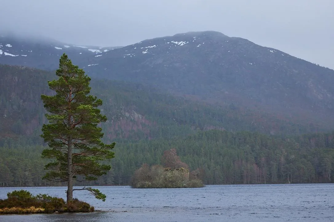 Lone Pine, Loch an Eilein