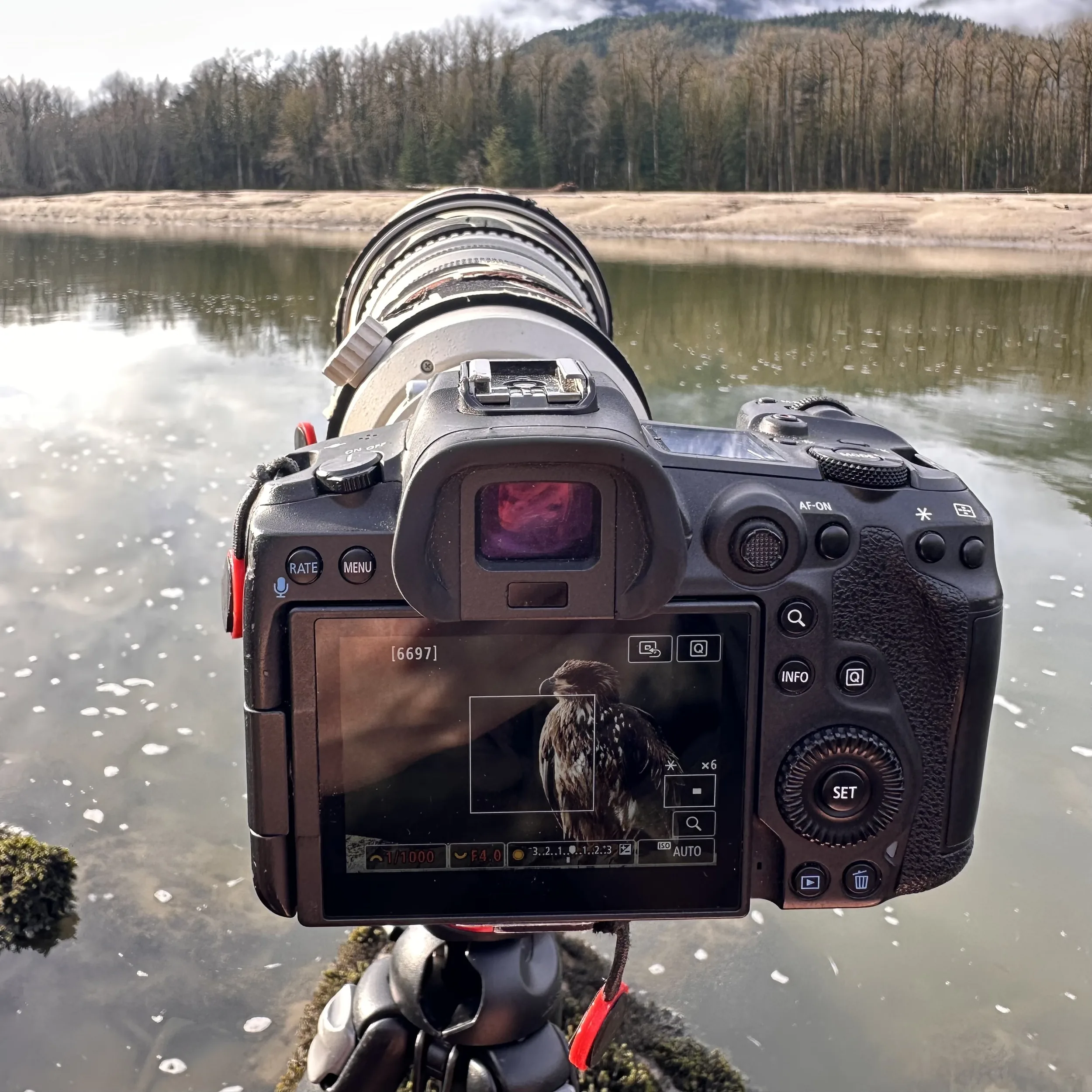 Bald eagle on the Squamish River