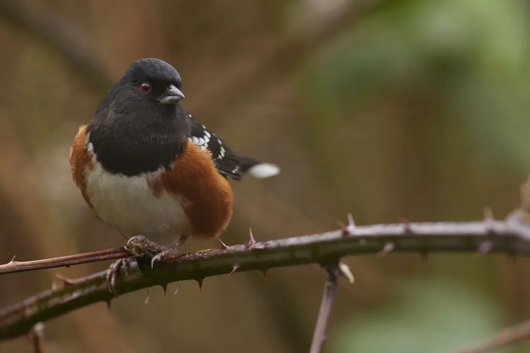 Spotted Towhee