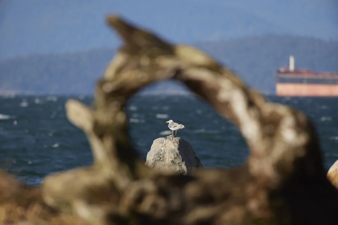 Gull Through the Driftwood
