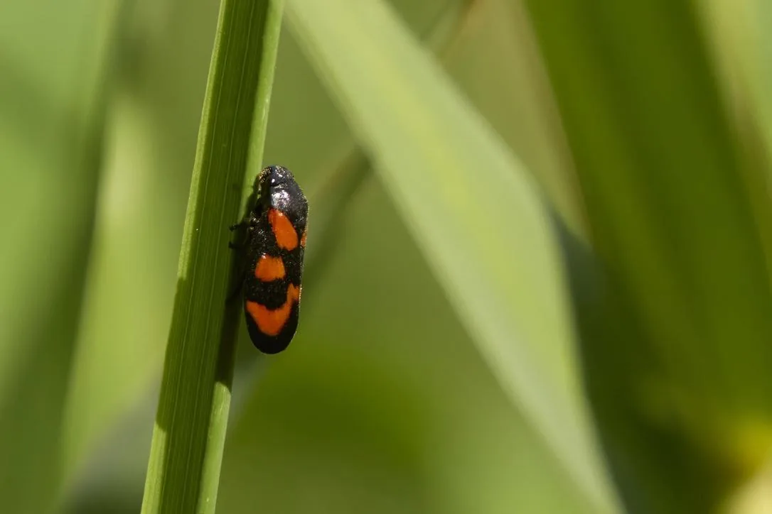 Black and Red Froghopper