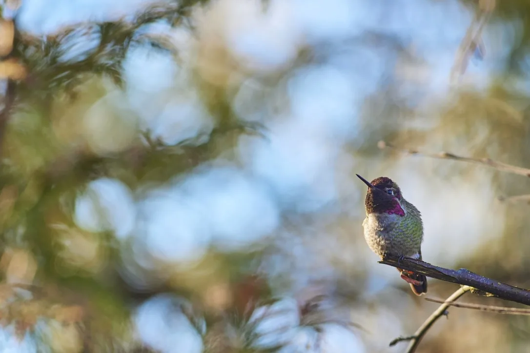 Anna’s Hummingbird