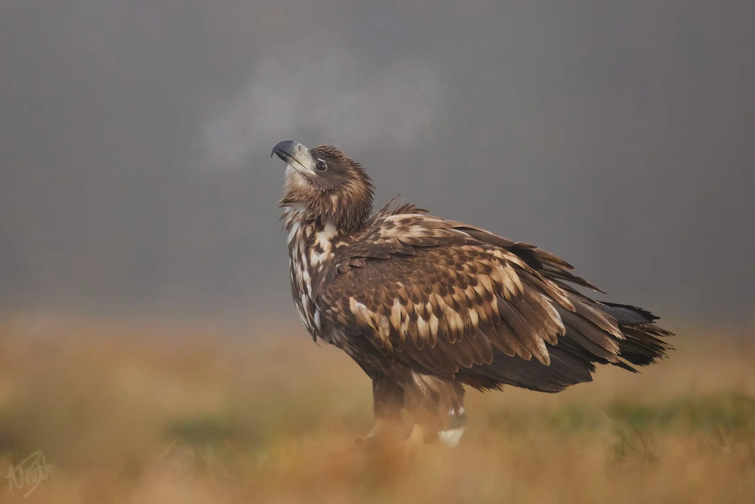 Young Eagle in the Fog