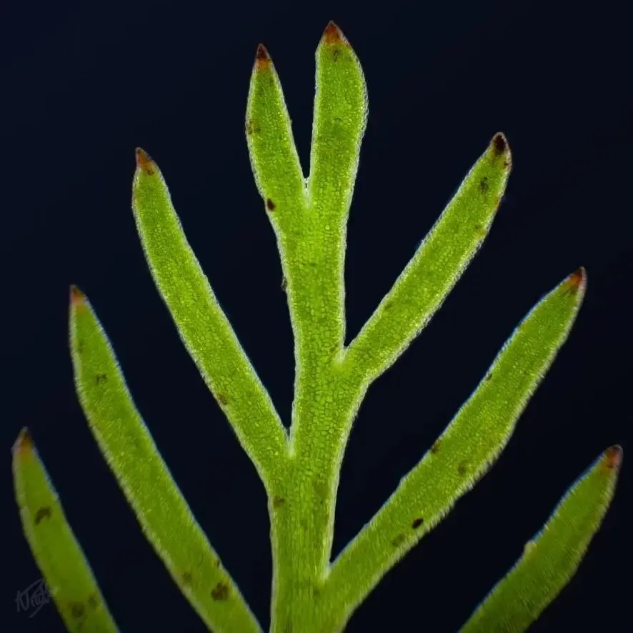 Liverwort Frond