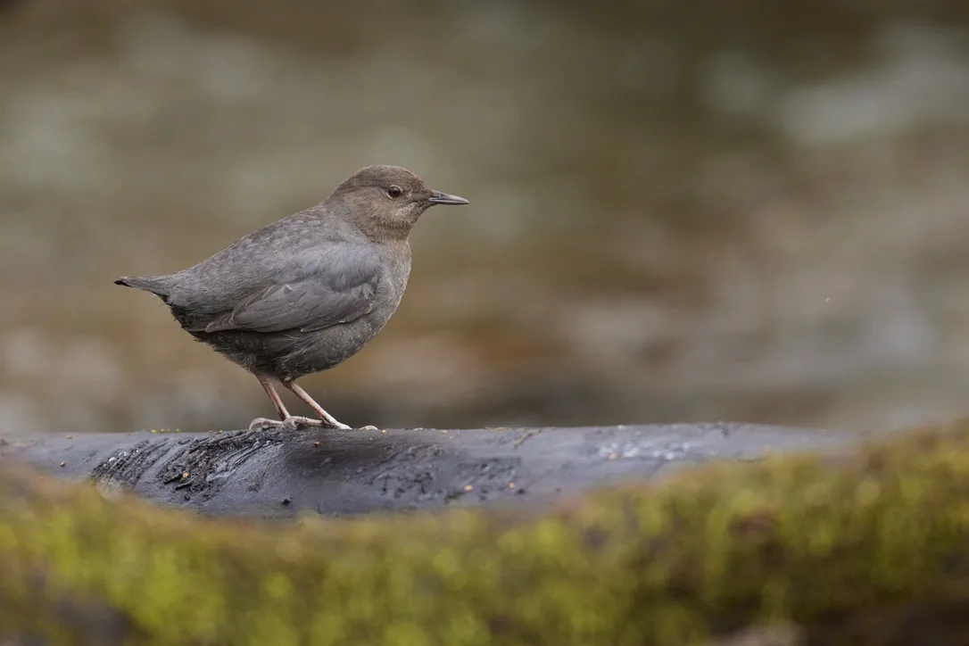 American Dipper