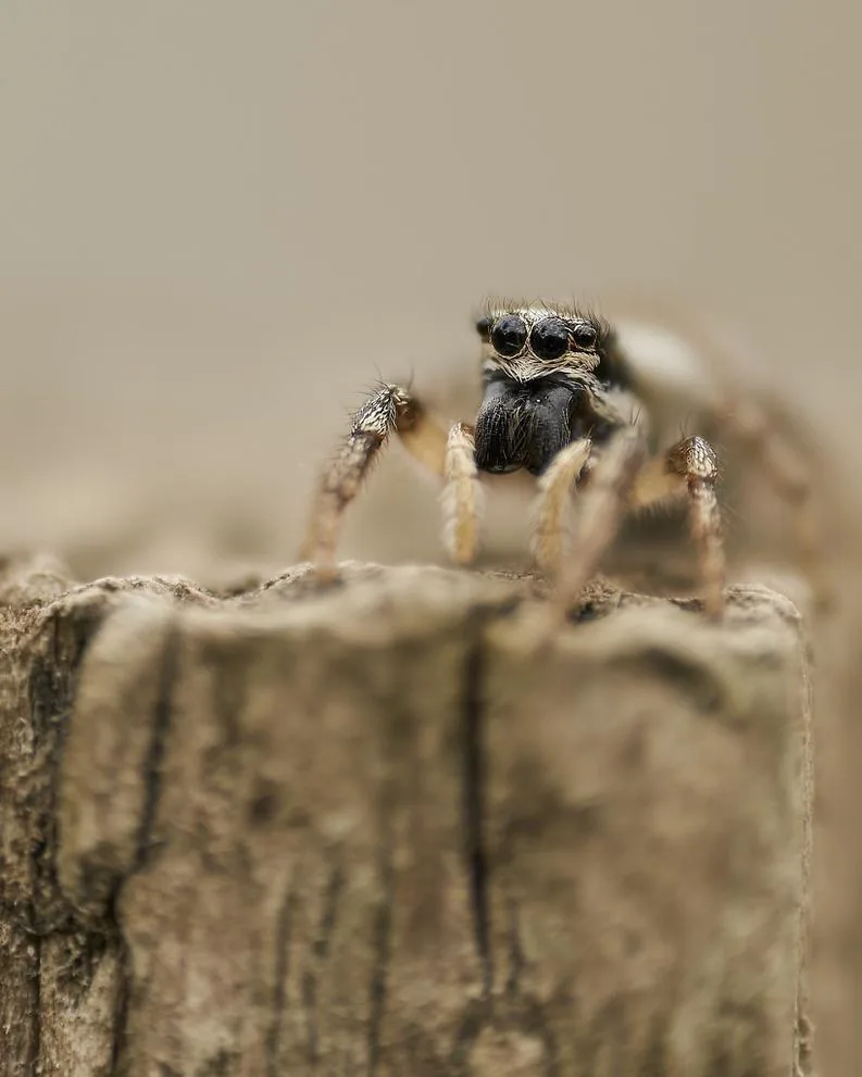 Jumping Spider