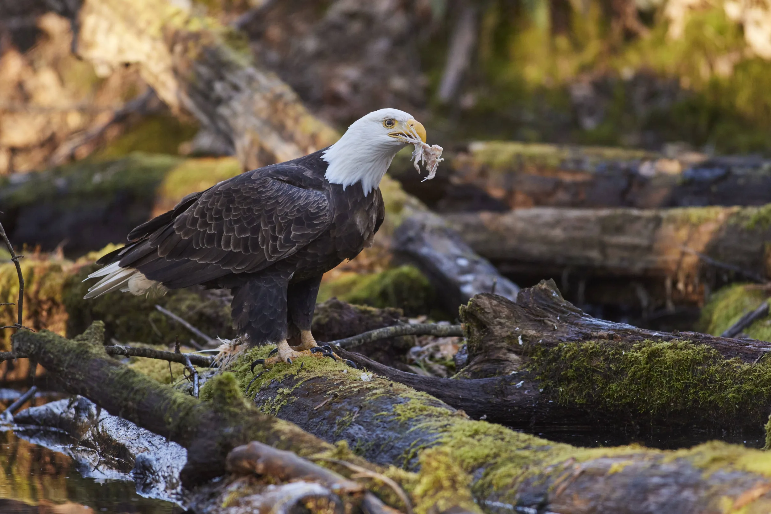 Bald Eagle