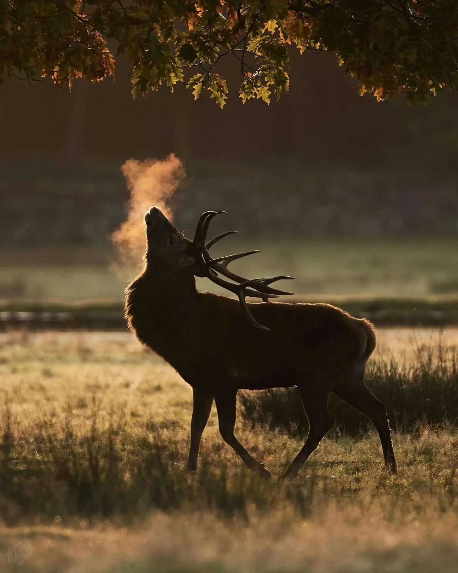 Roaring Stag at Dawn