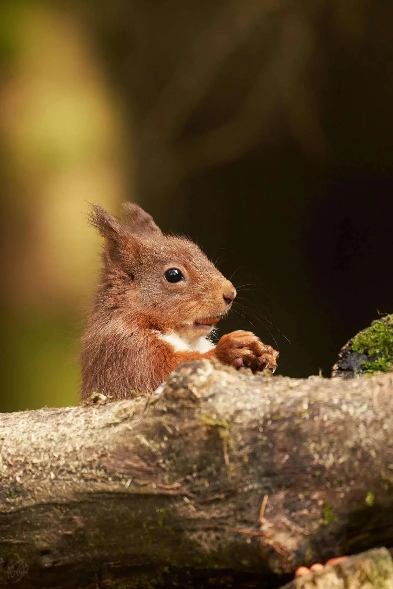 Peering Over the Branch