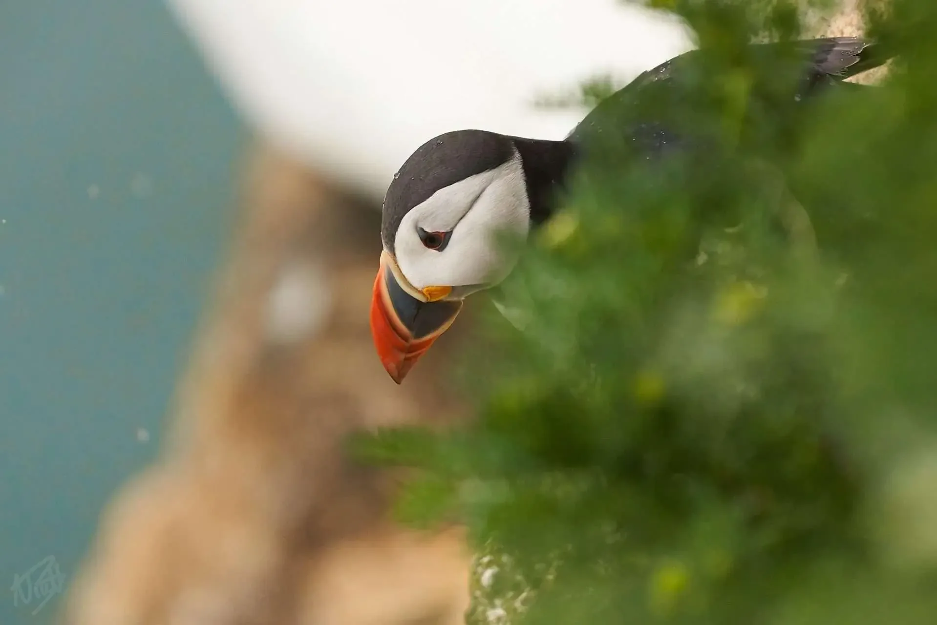 British Birds