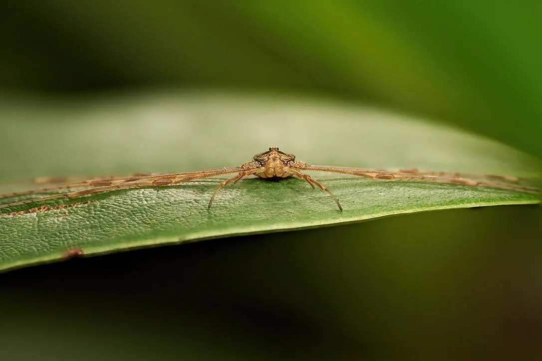 Long-jawed Orb Weaver