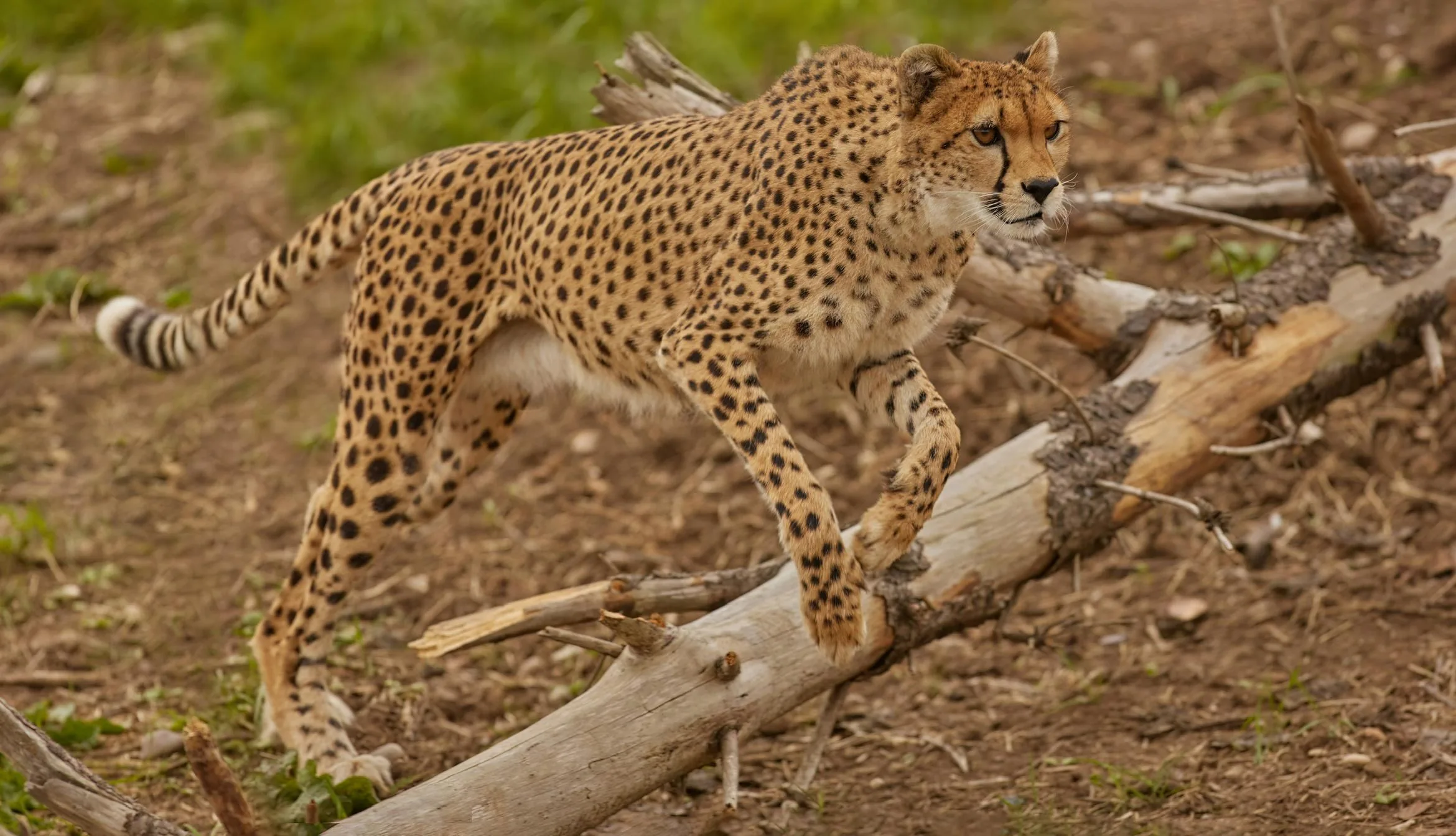 Cheetah on the Move
