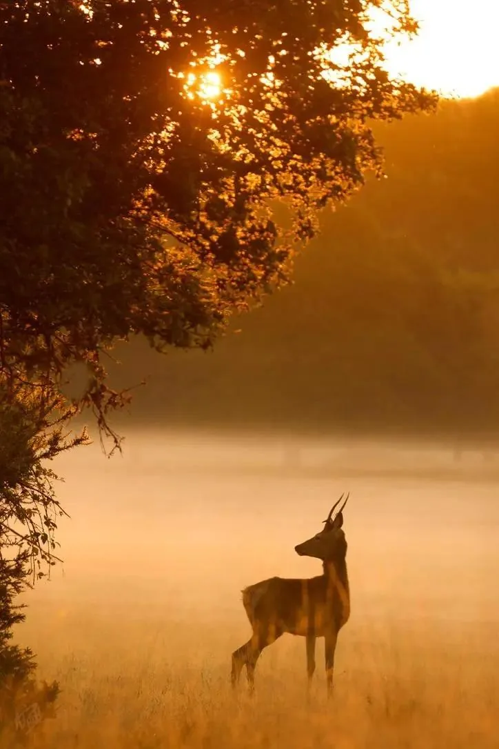 Young Deer at Sunrise