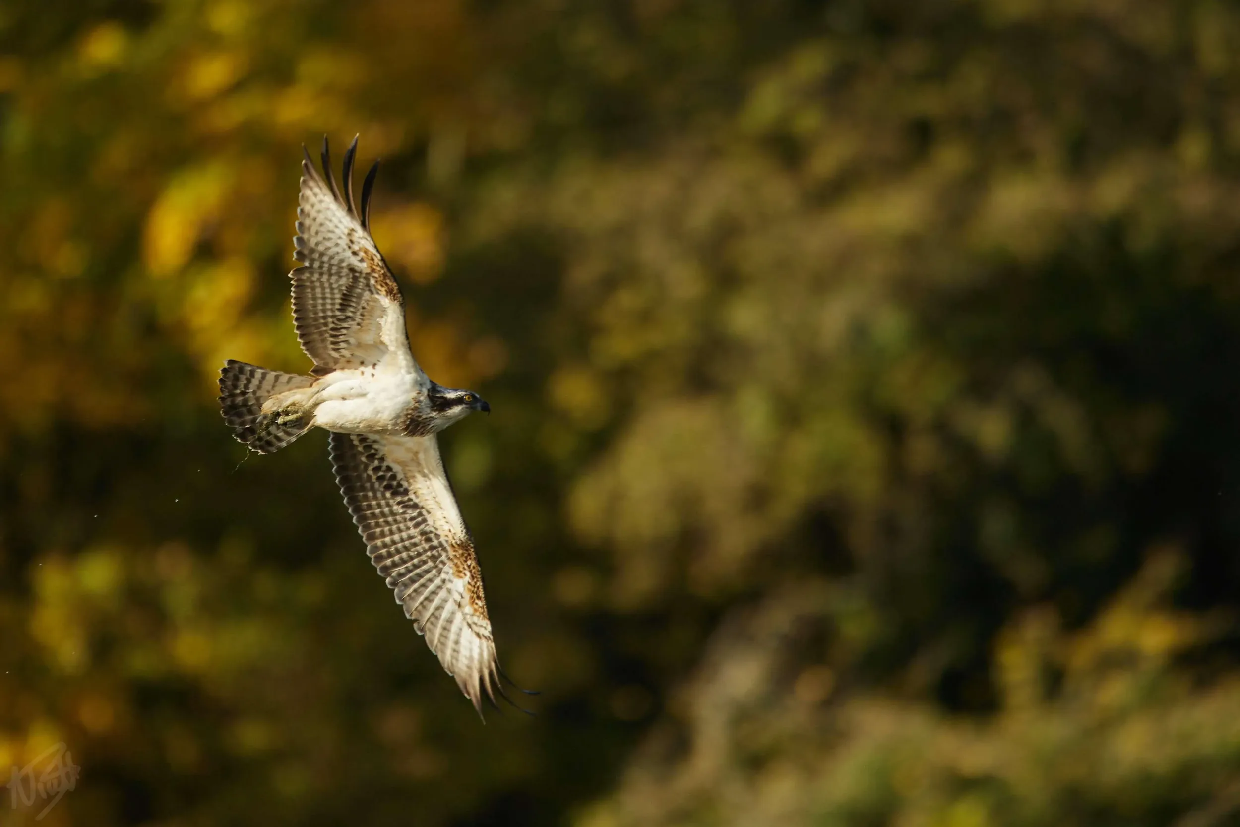 Osprey Over Autumn Foliage