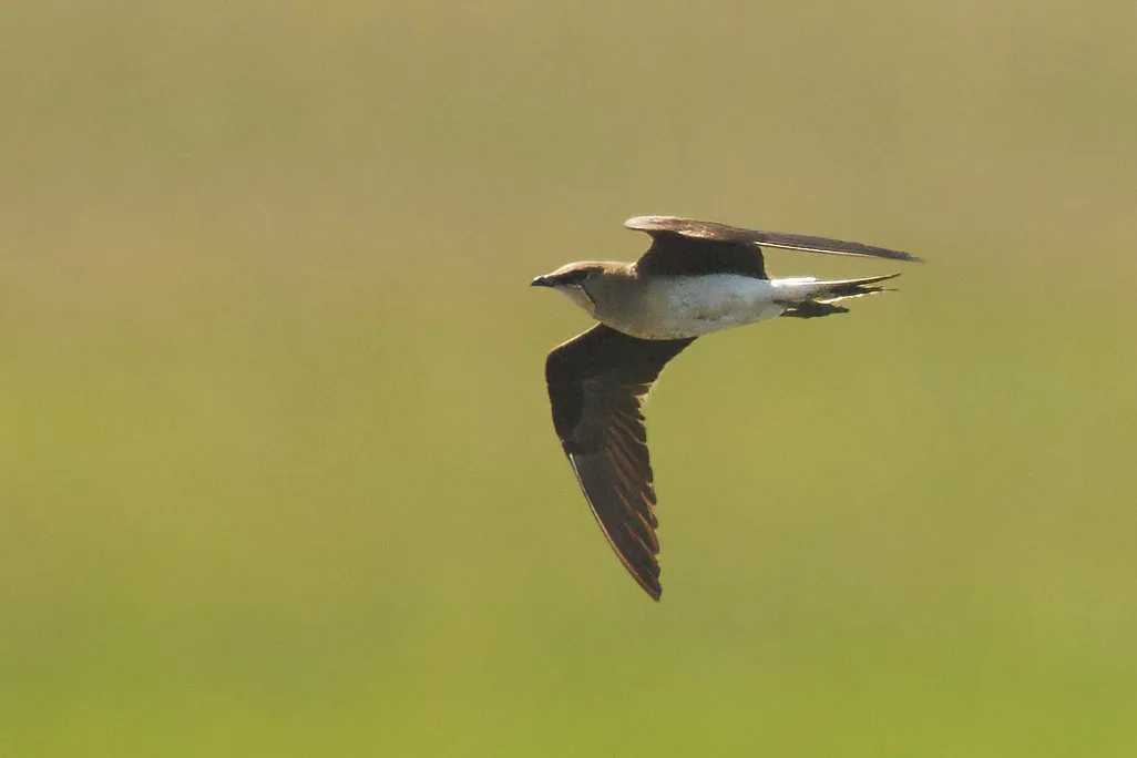 Black Winged Pratincole Doncaster 2024