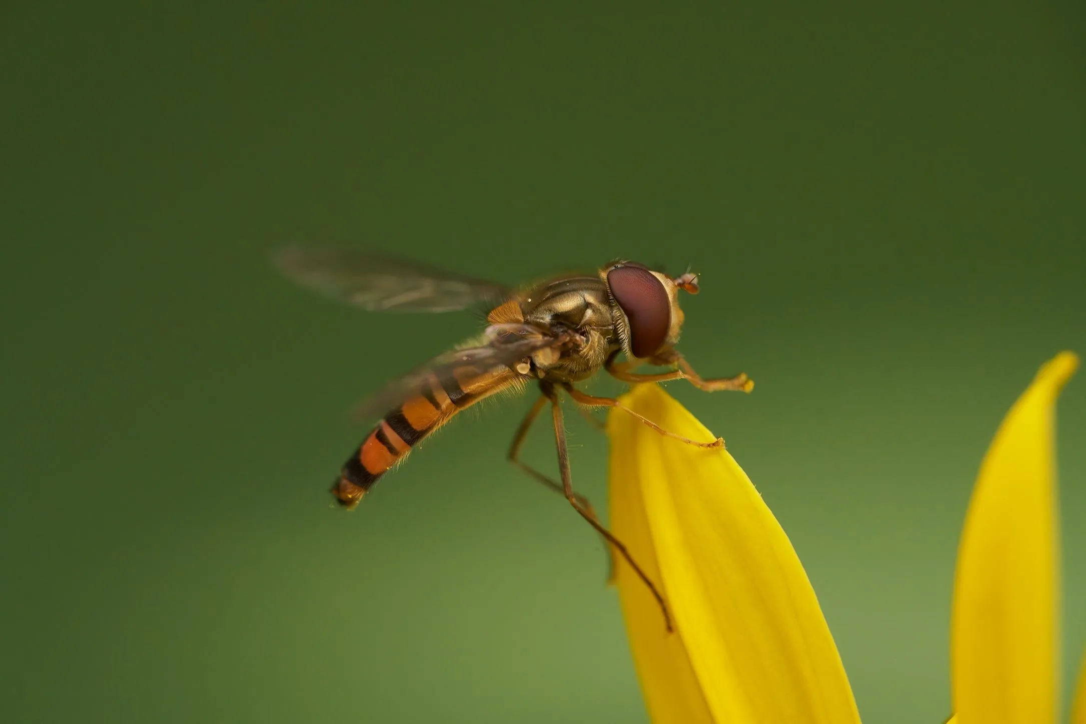 Macro Photography