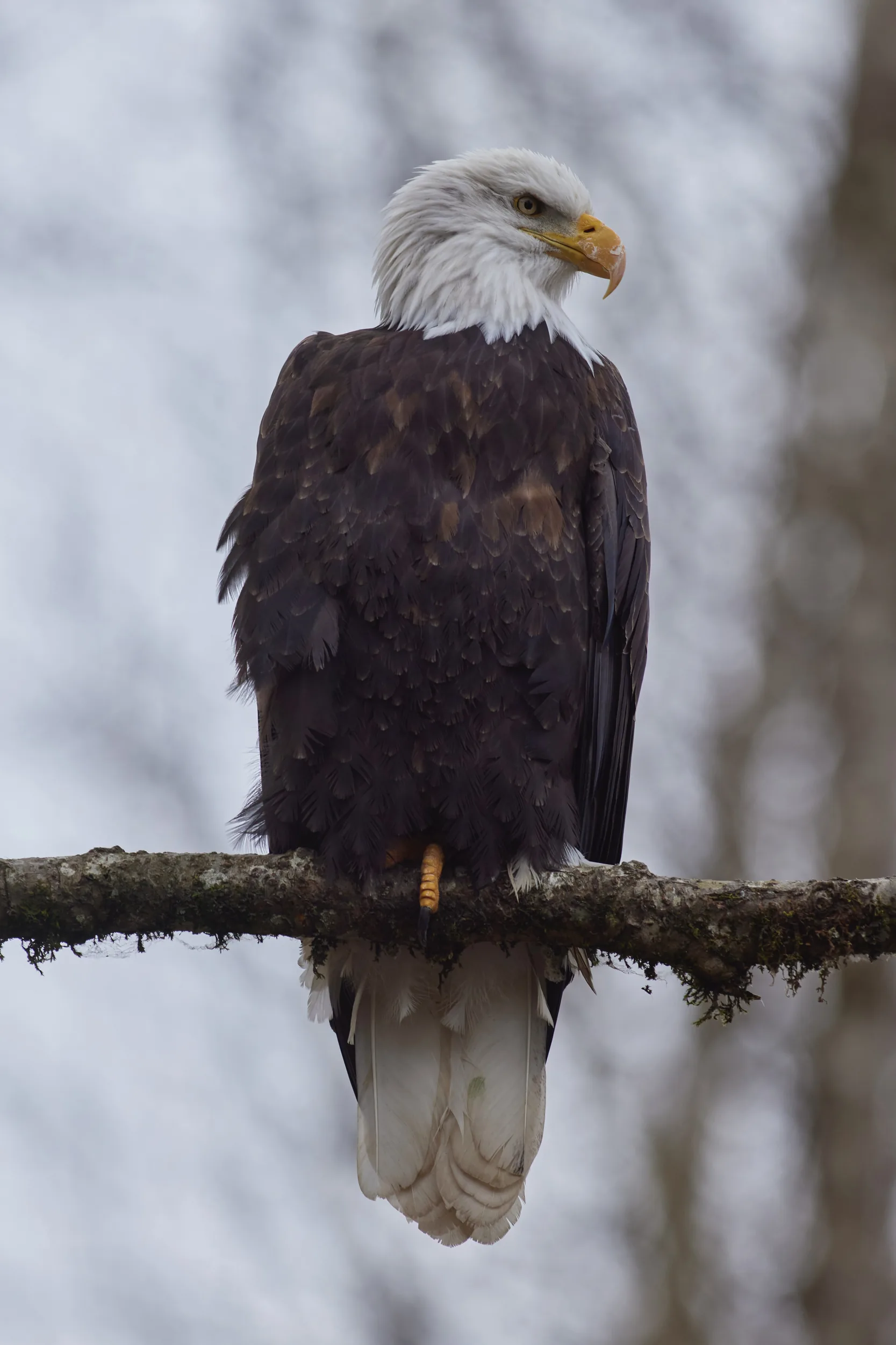 Full Adult Body