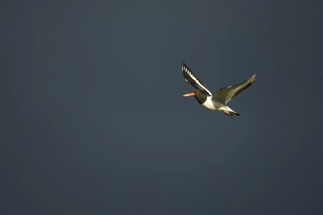 Oystercatcher Against a Storm Sky