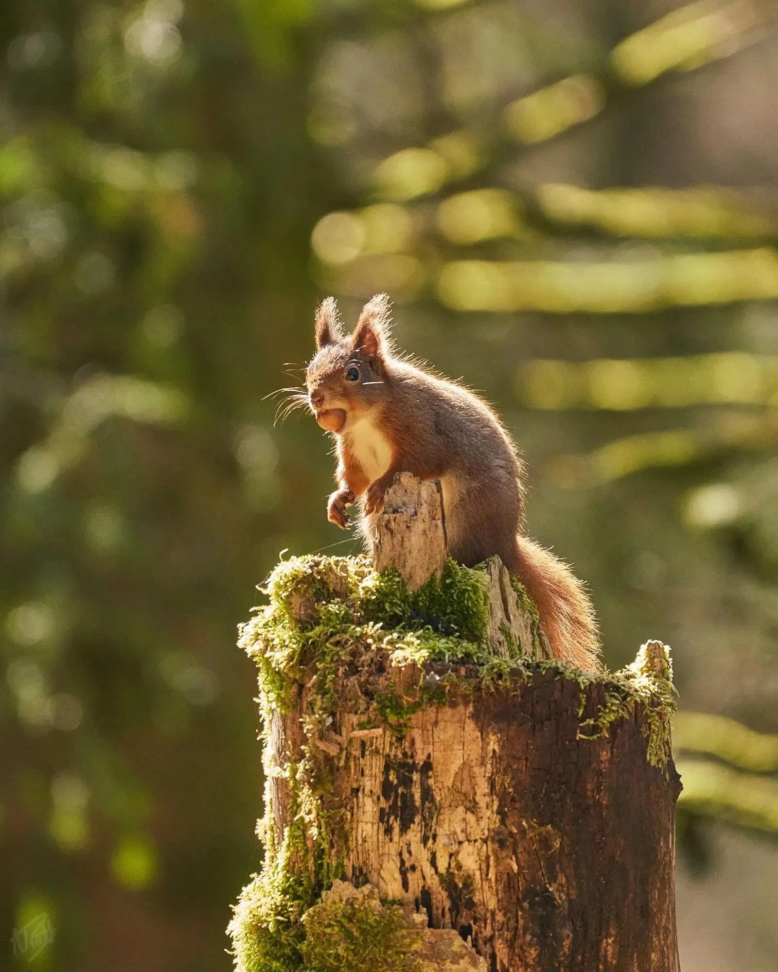 Sunlit Stump