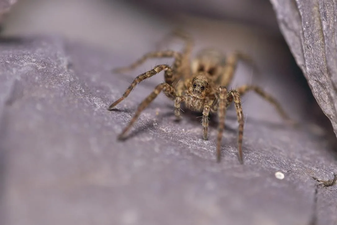 Wolf Spider