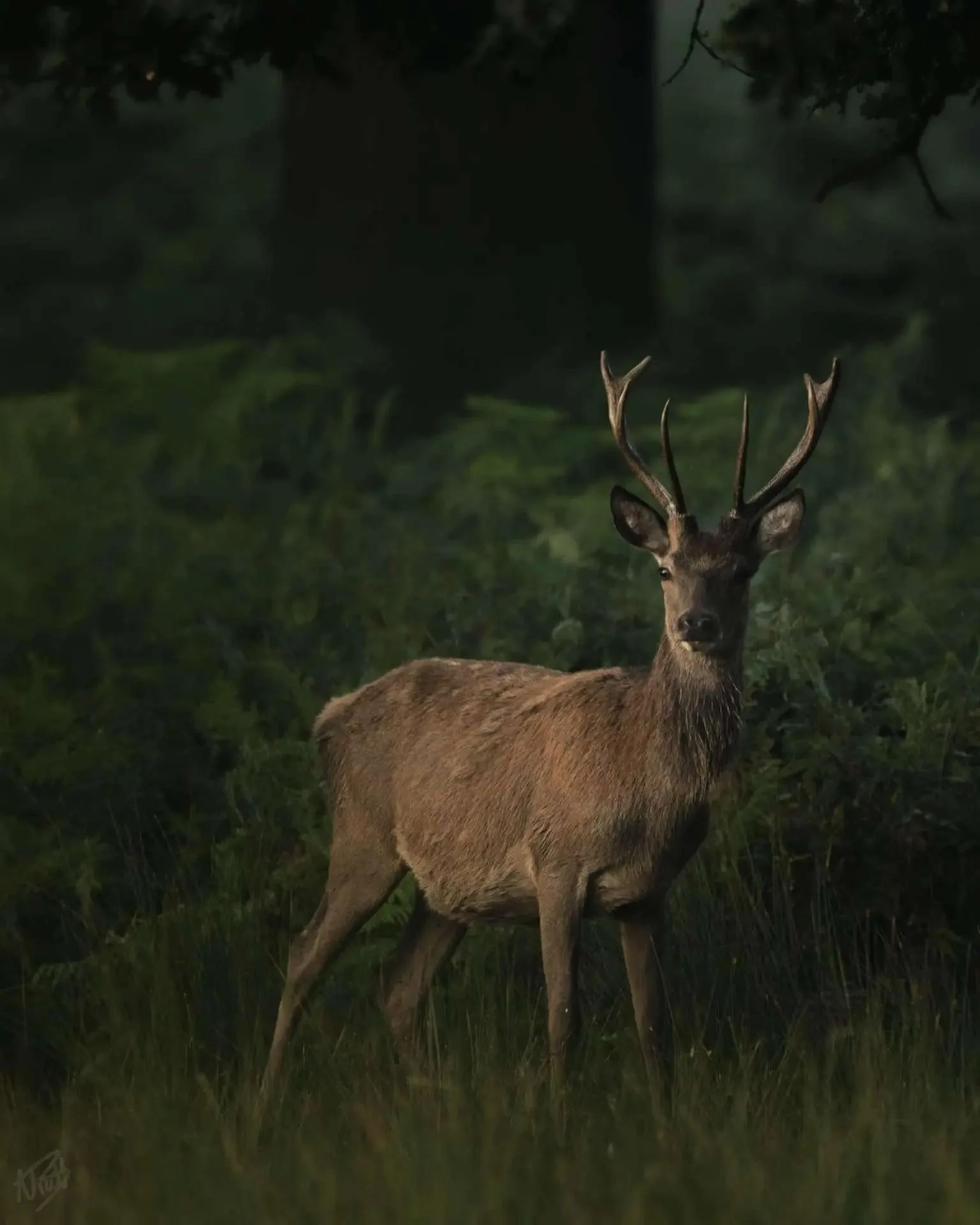 Young Stag in the Wood