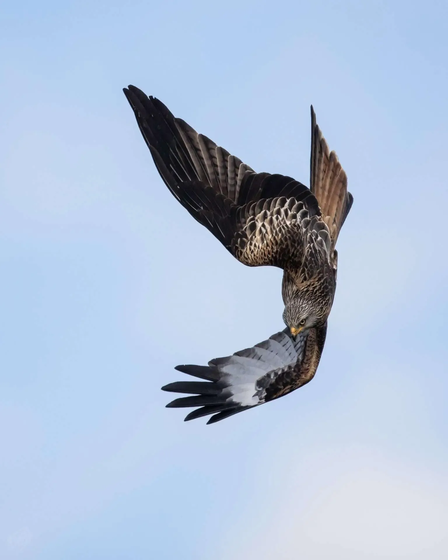 Red Kite Banking Hard