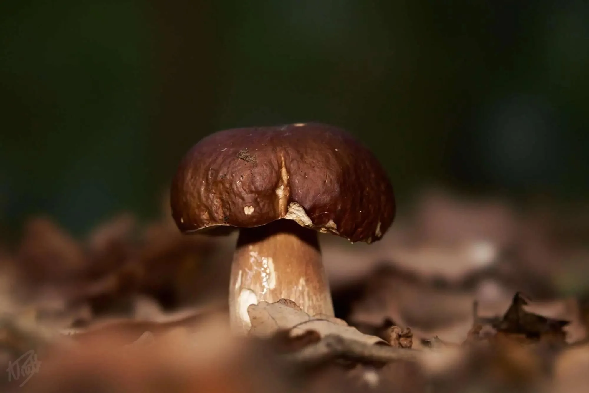 Bay Bolete