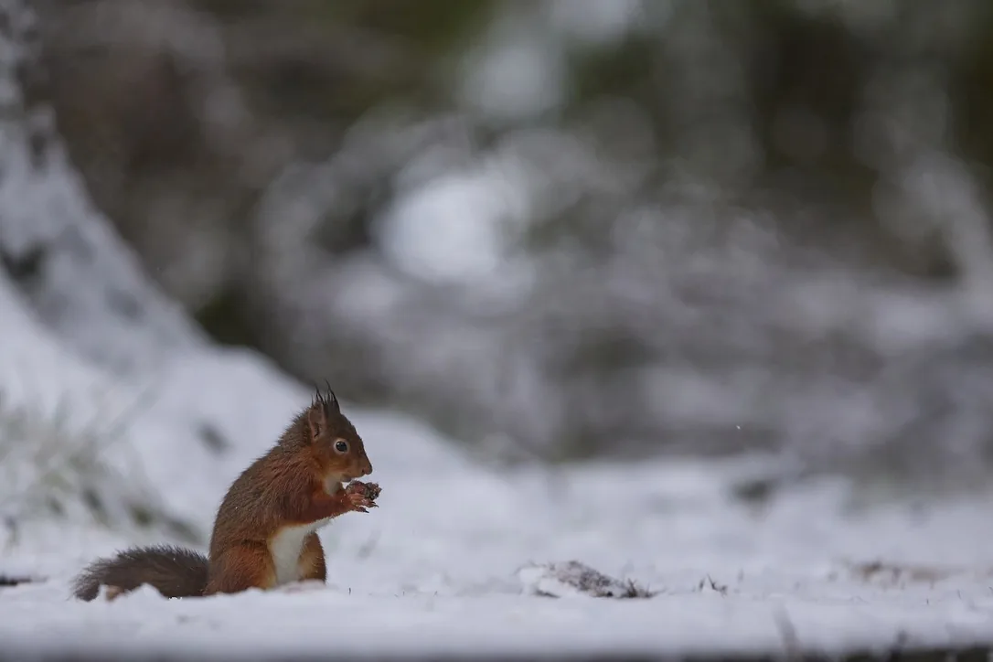 Feeding in Snow