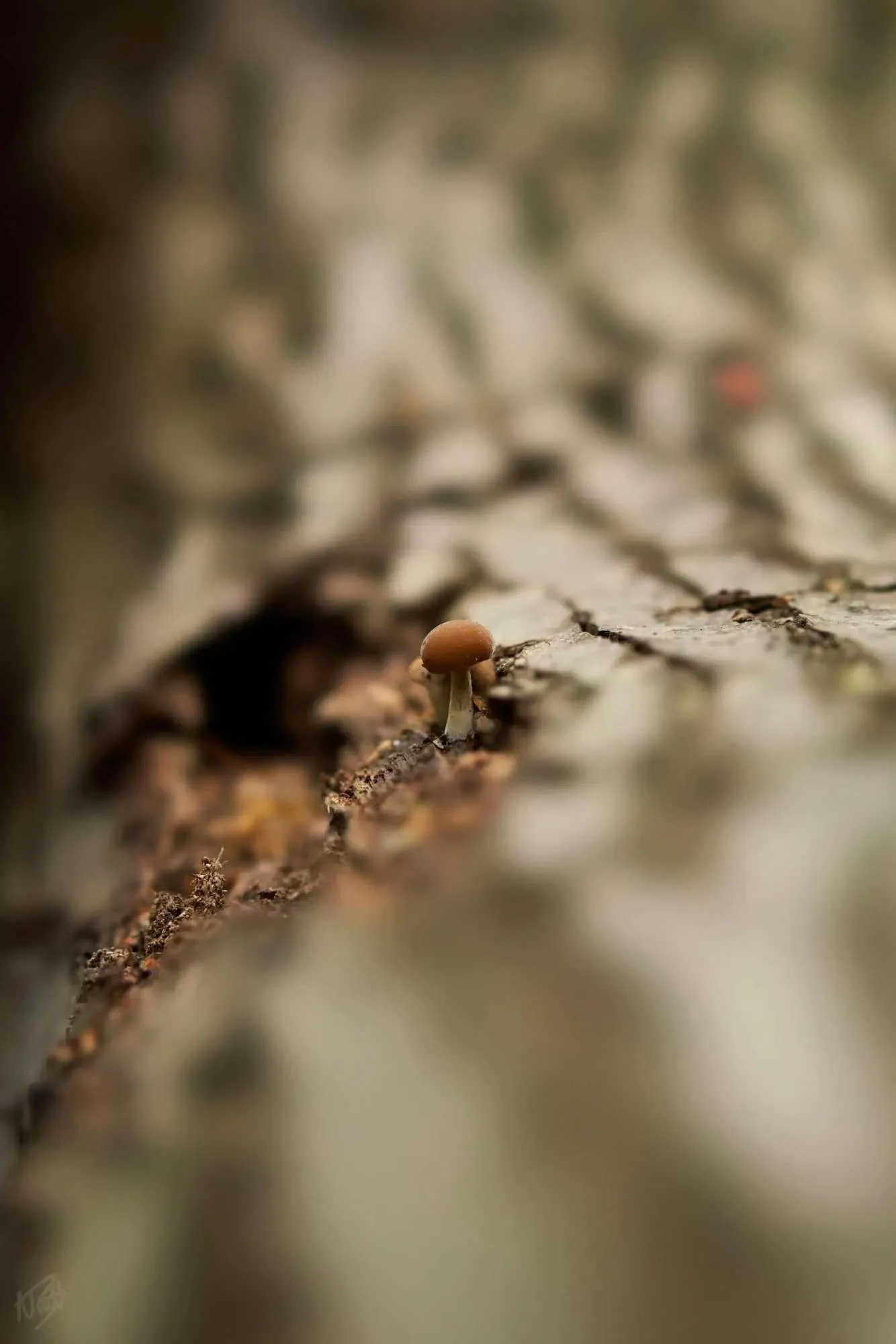 Tiny Mushroom in the Bark