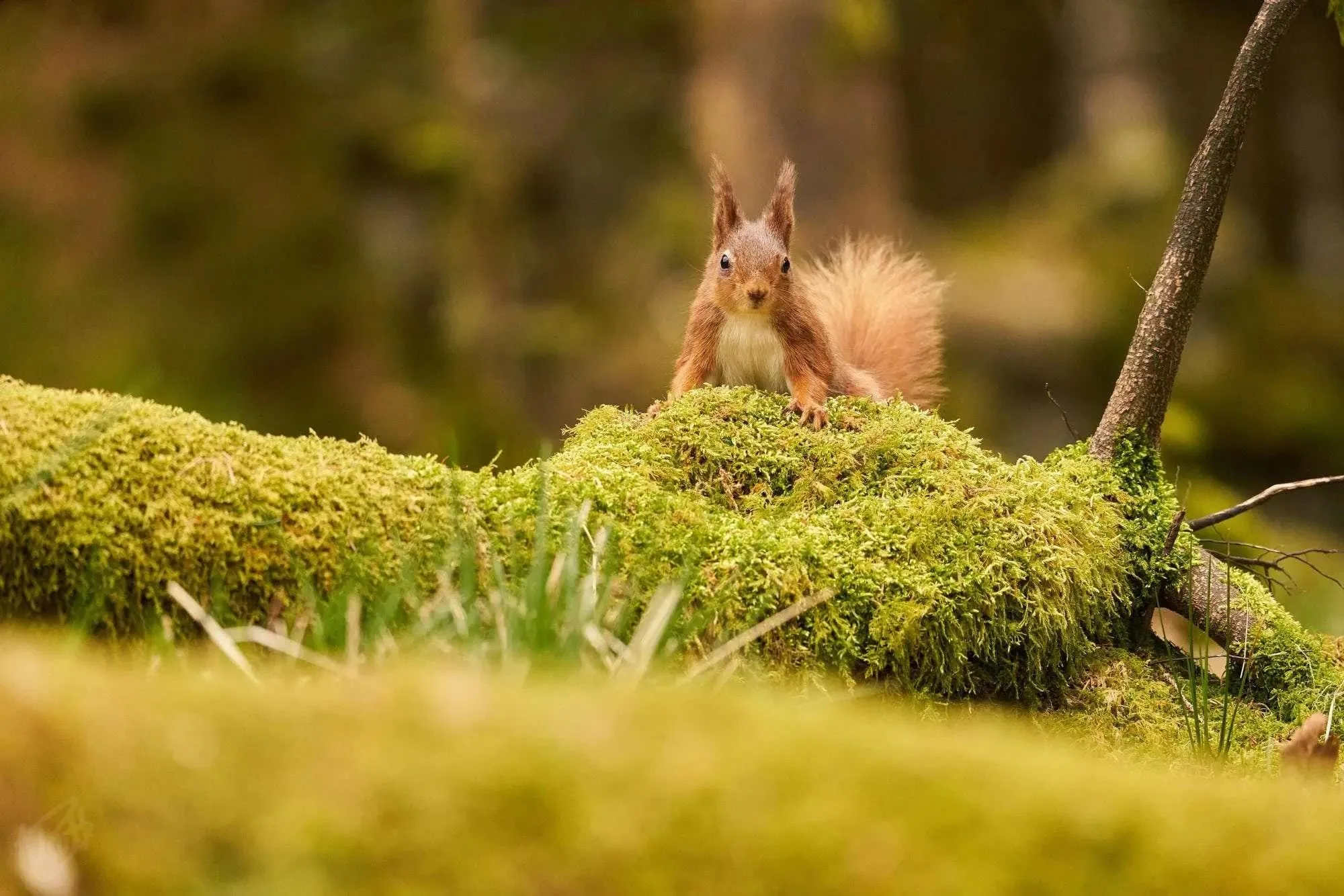 On the Moss