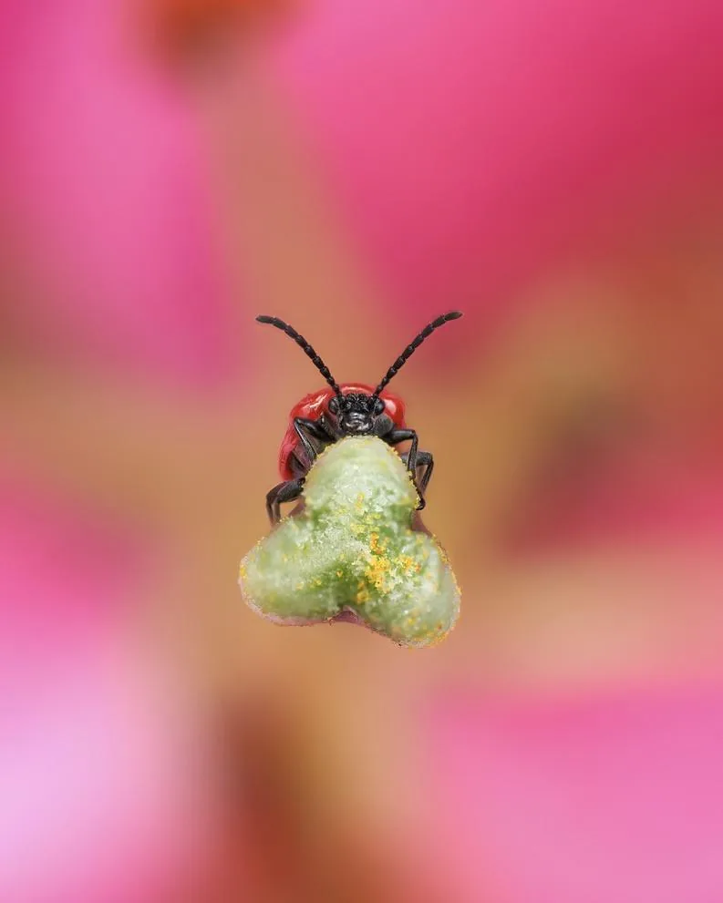 Lily Beetle