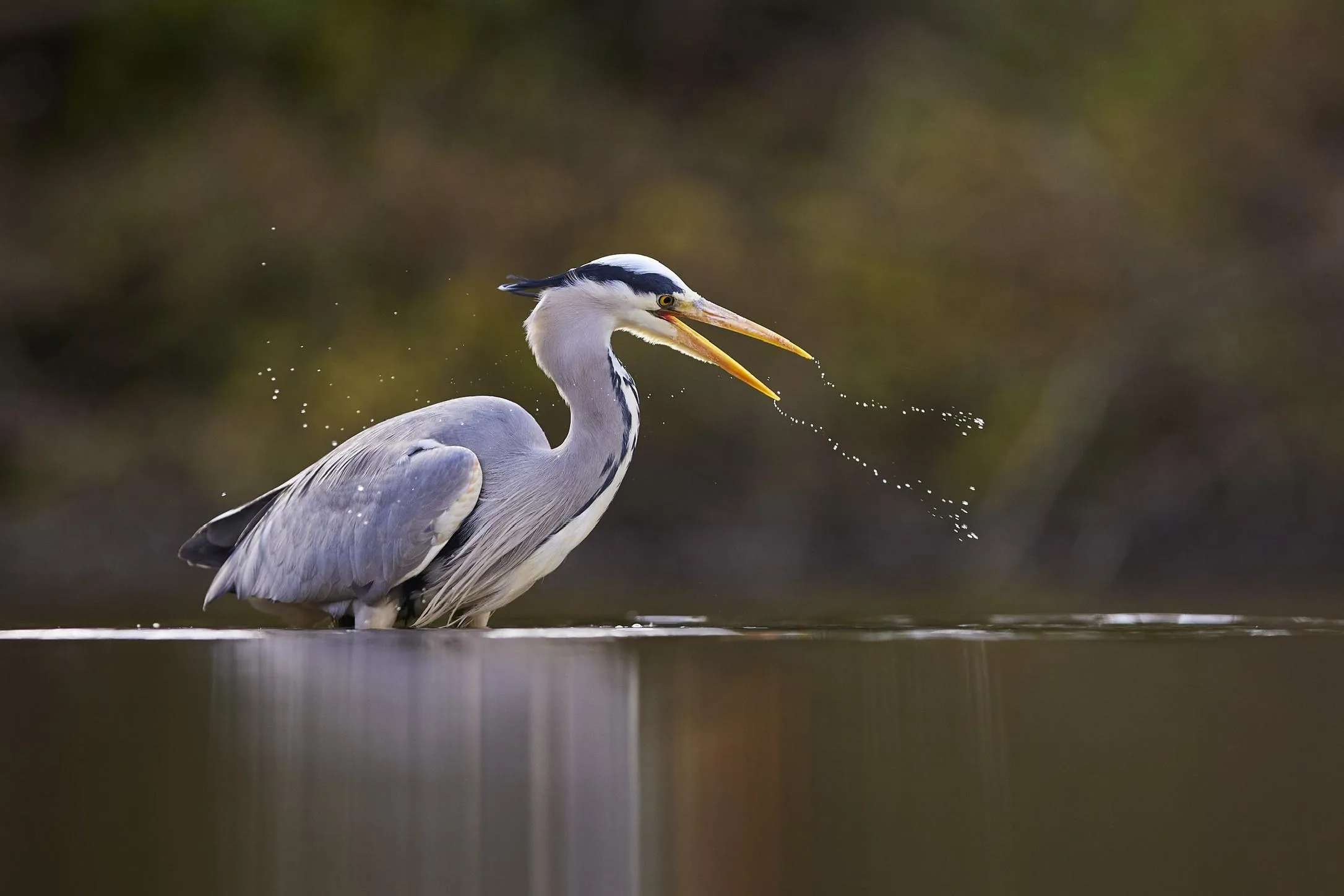 Grey Heron Tosses a Catch